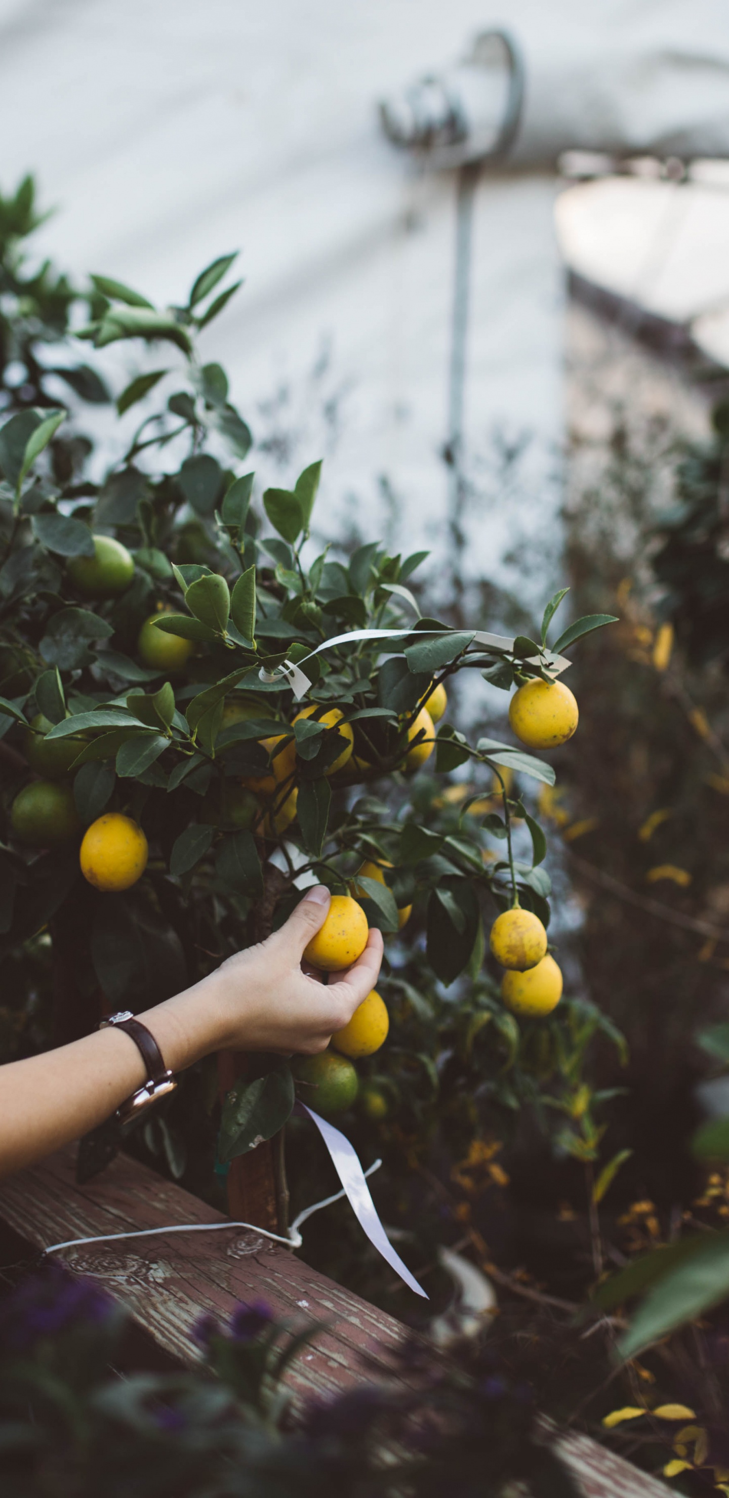 Woman in Black Tank Top Holding Yellow Round Fruits. Wallpaper in 1440x2960 Resolution