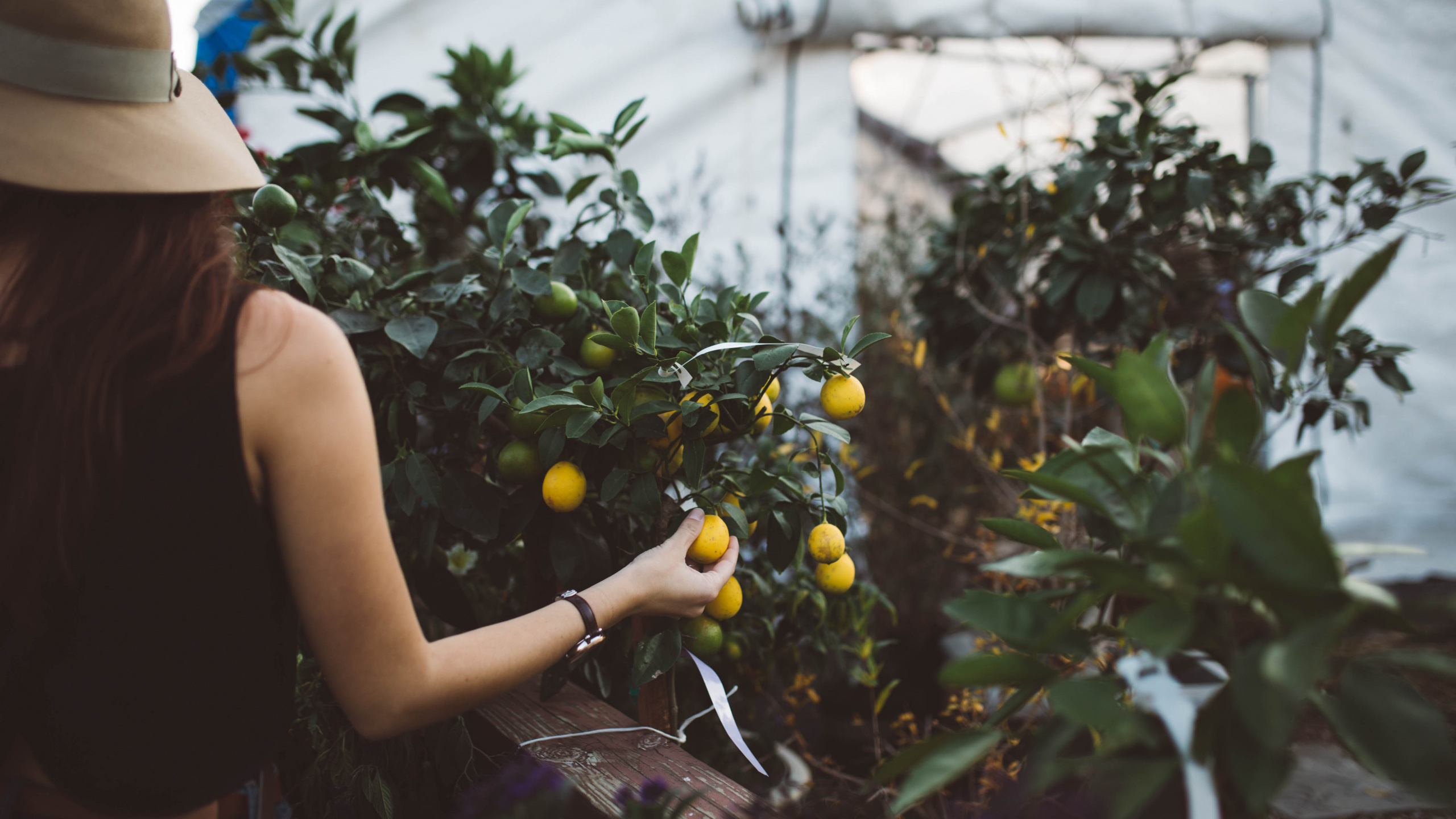 Woman in Black Tank Top Holding Yellow Round Fruits. Wallpaper in 2560x1440 Resolution