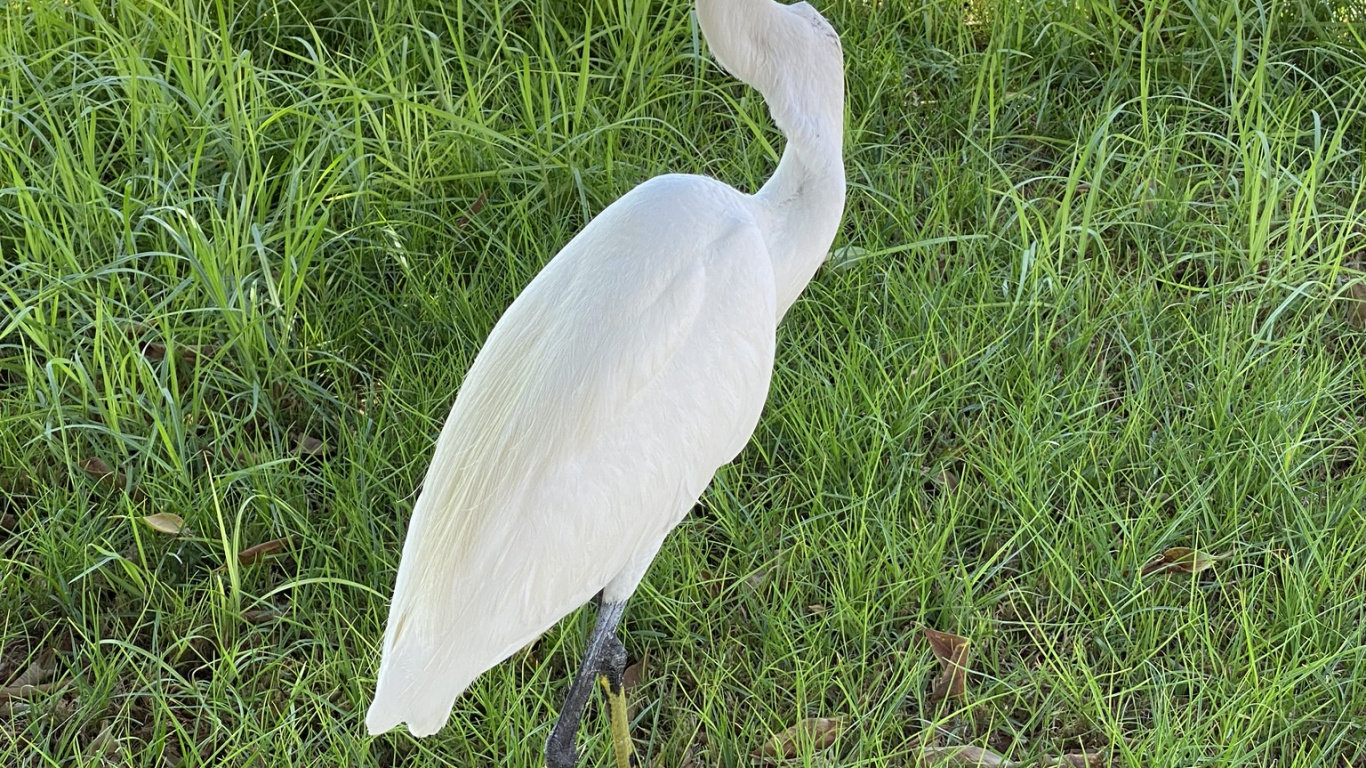 Grande Aigrette, Cigogne, Sciences, Biologie, Environnement Naturel. Wallpaper in 1366x768 Resolution