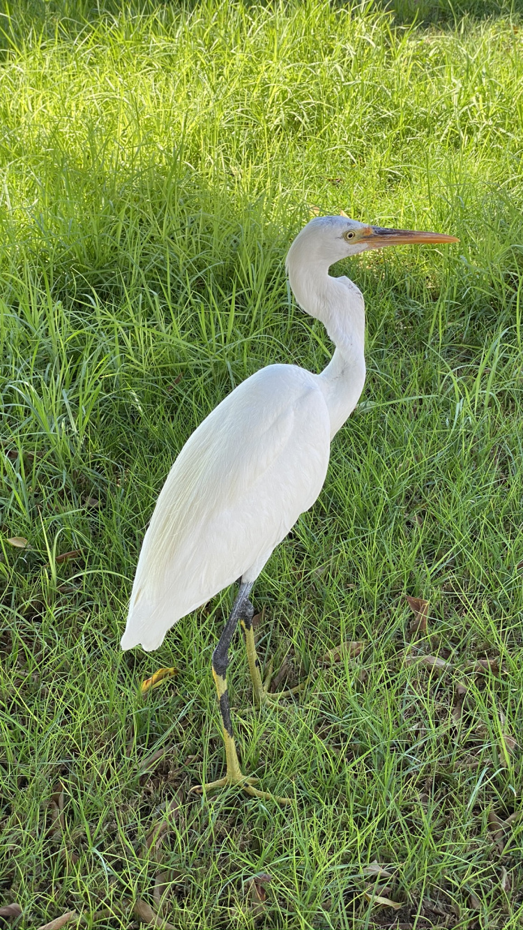 Great Egret, Birds, Storch, Wissenschaft, Biologie. Wallpaper in 750x1334 Resolution
