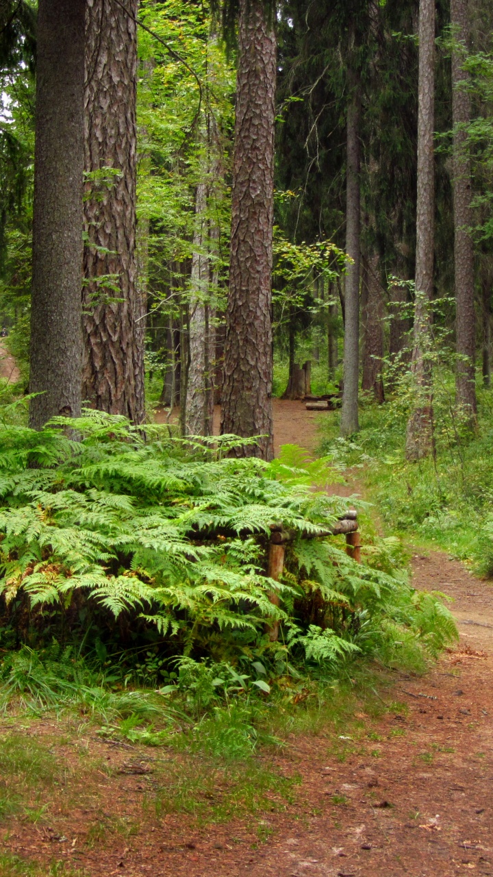 Green Moss on Brown Dirt Road. Wallpaper in 720x1280 Resolution