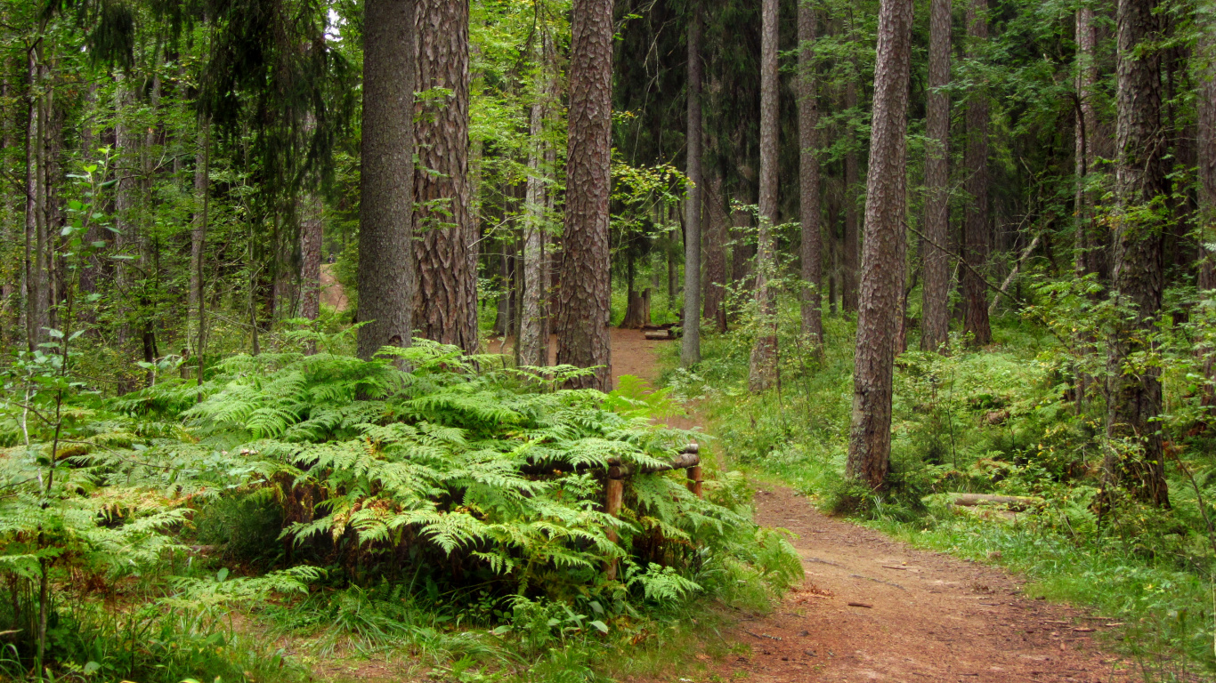 Grünes Moos Auf Braunem Feldweg. Wallpaper in 1366x768 Resolution
