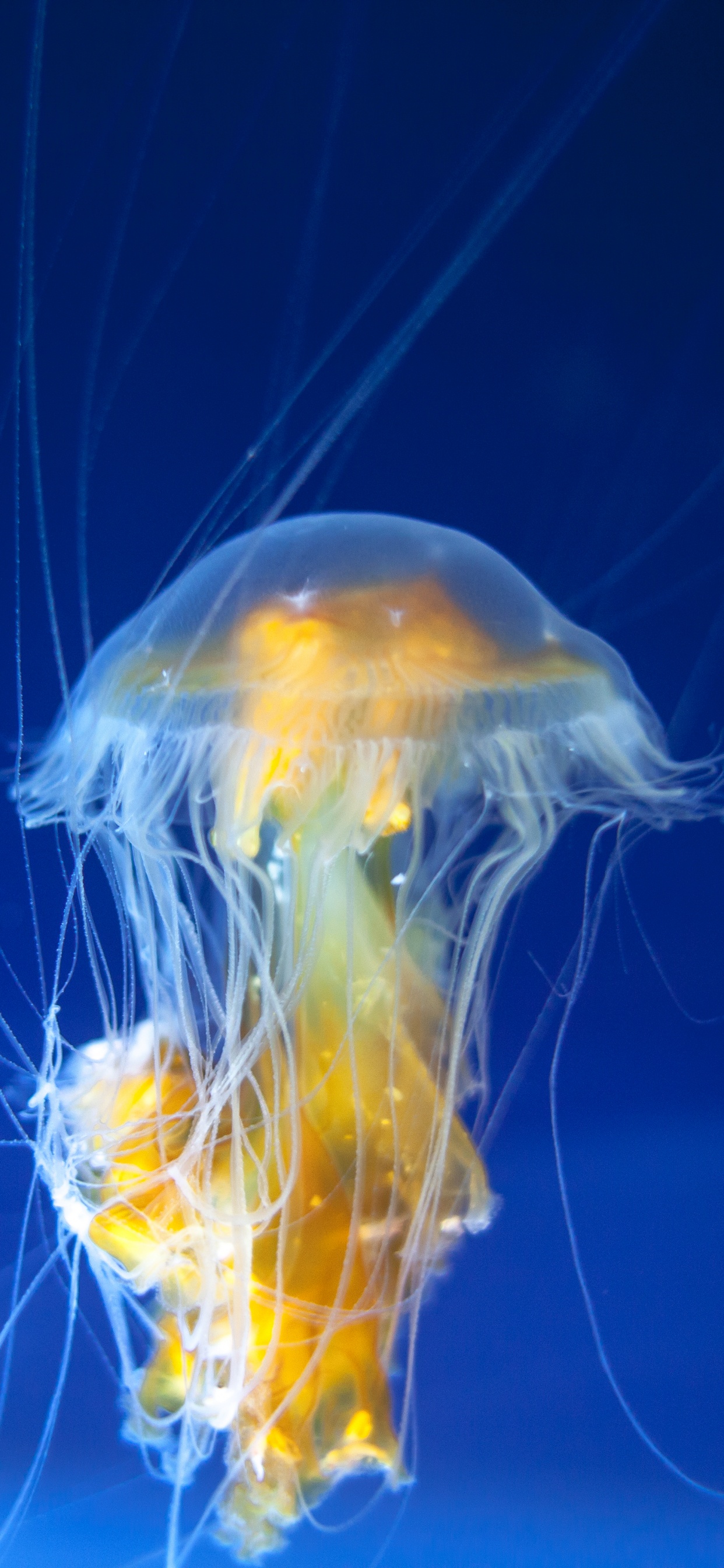 Blue and Yellow Jellyfish in Blue Water. Wallpaper in 1242x2688 Resolution