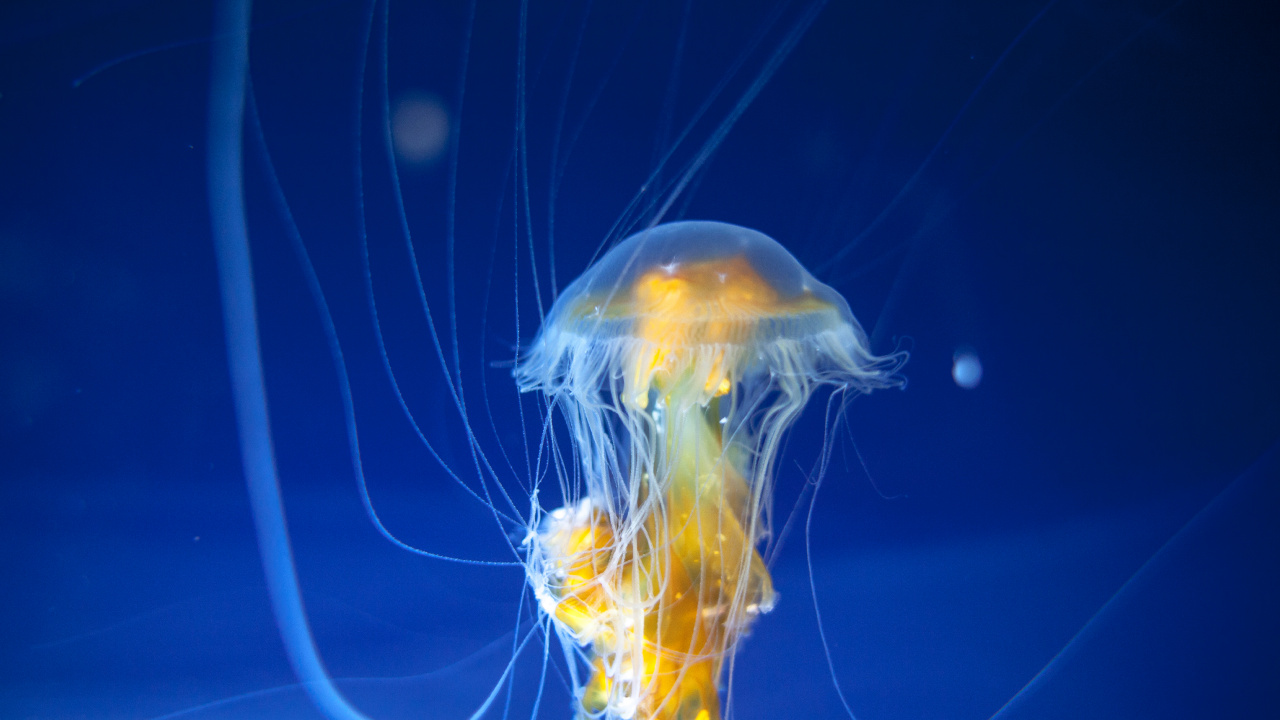 Blue and Yellow Jellyfish in Blue Water. Wallpaper in 1280x720 Resolution