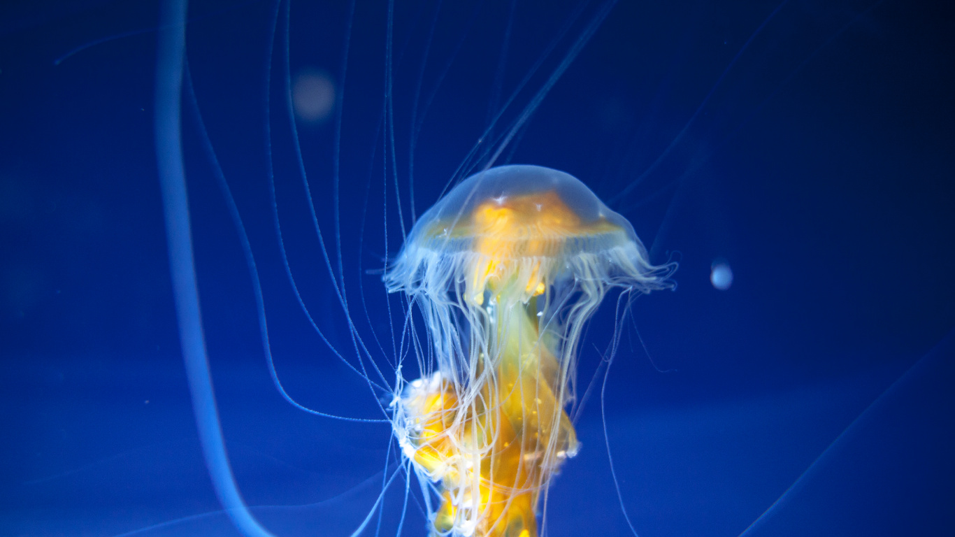 Blue and Yellow Jellyfish in Blue Water. Wallpaper in 1366x768 Resolution