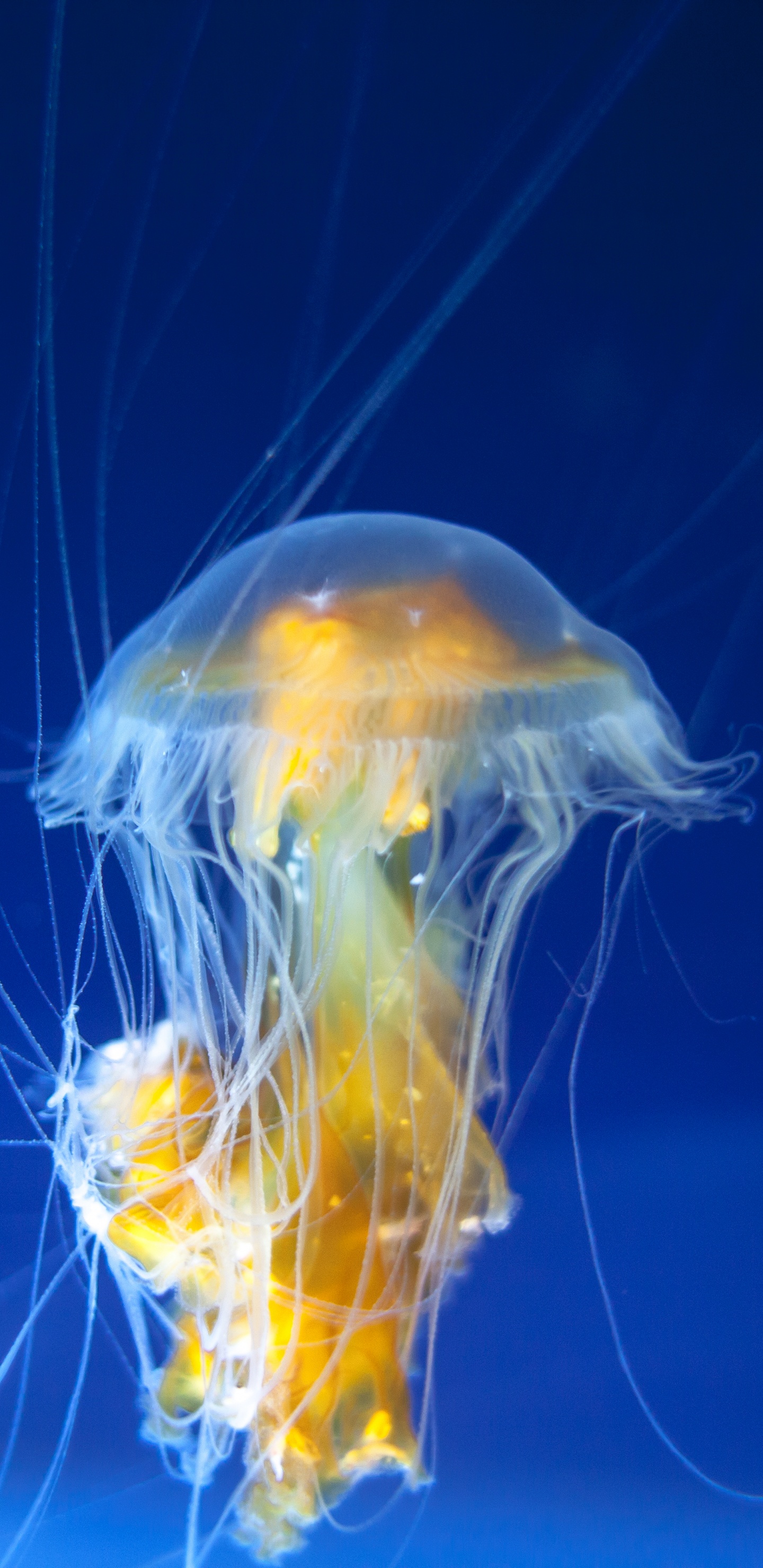 Blue and Yellow Jellyfish in Blue Water. Wallpaper in 1440x2960 Resolution
