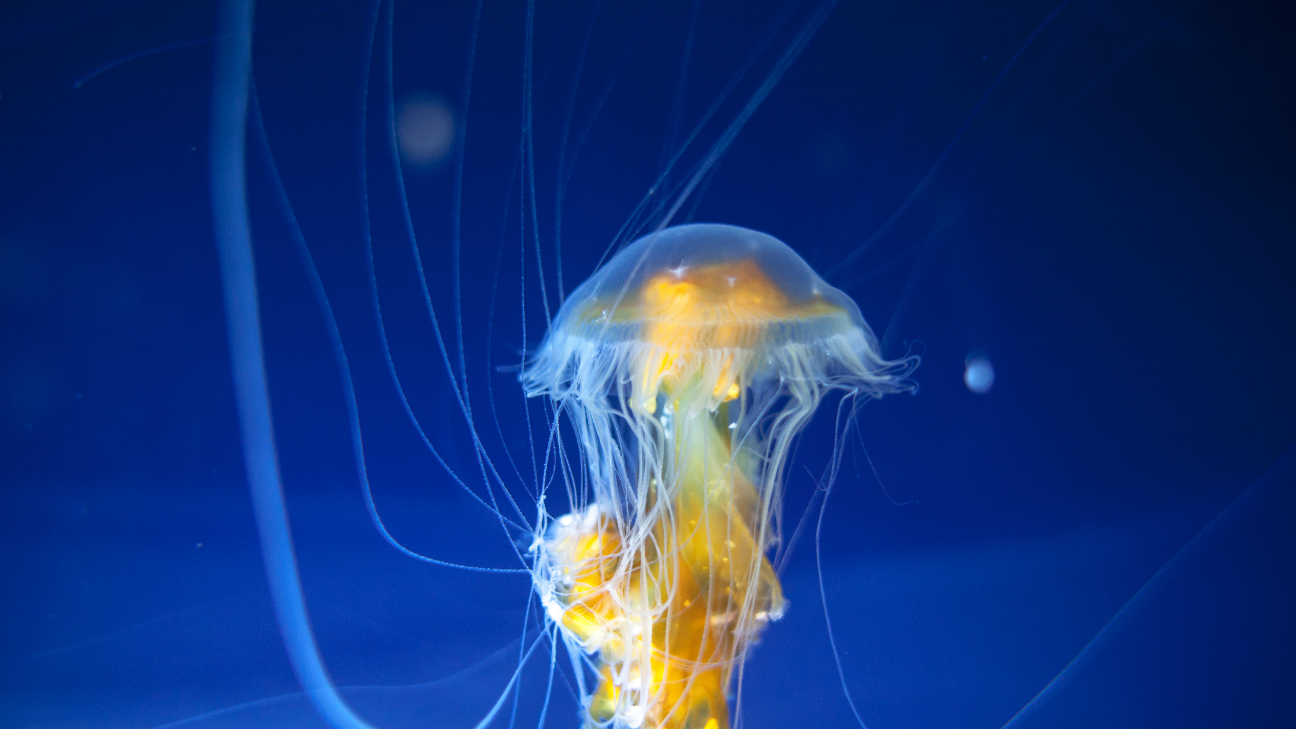 Blue and Yellow Jellyfish in Blue Water. Wallpaper in 2560x1440 Resolution