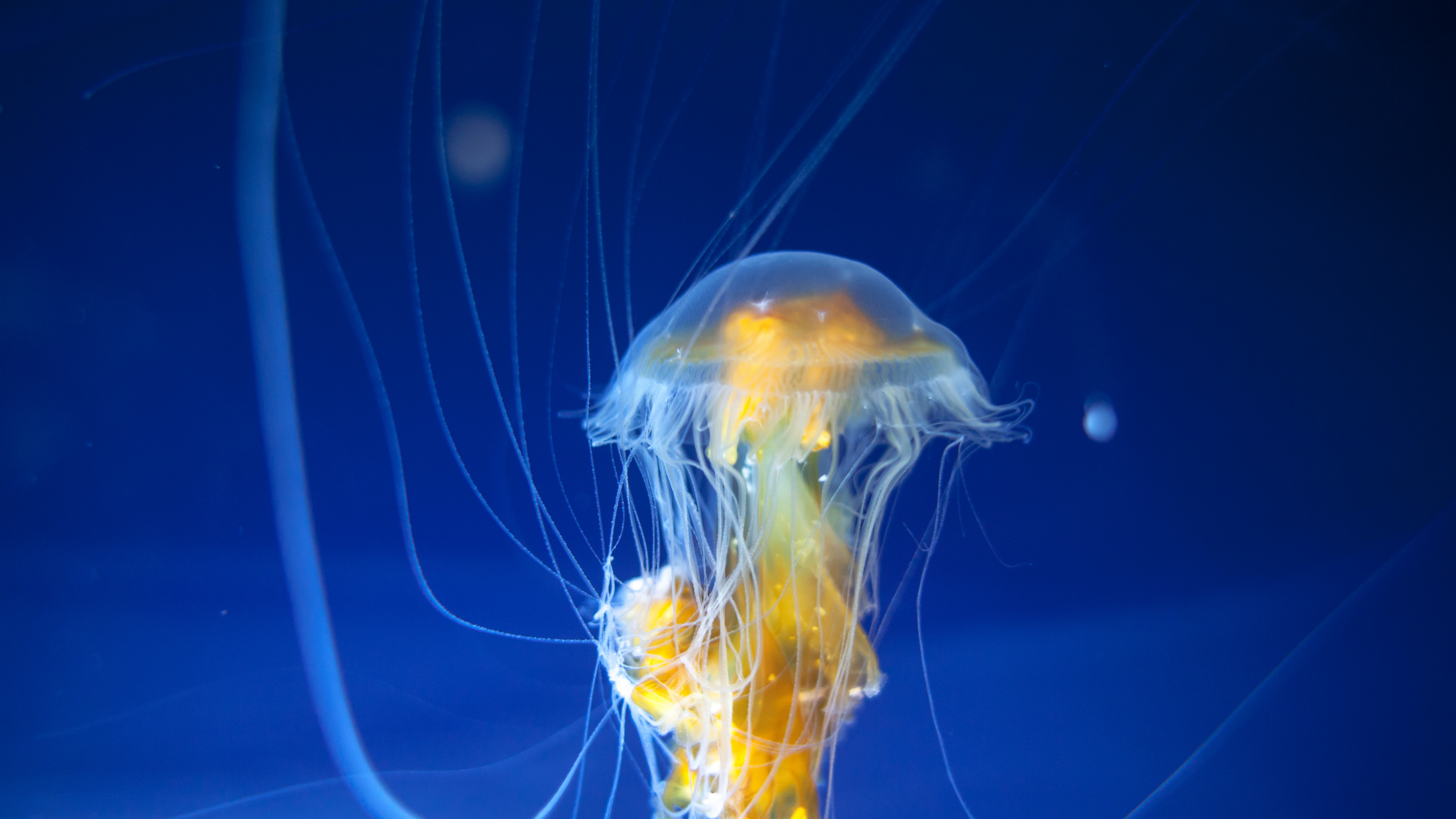 Blue and Yellow Jellyfish in Blue Water. Wallpaper in 3840x2160 Resolution