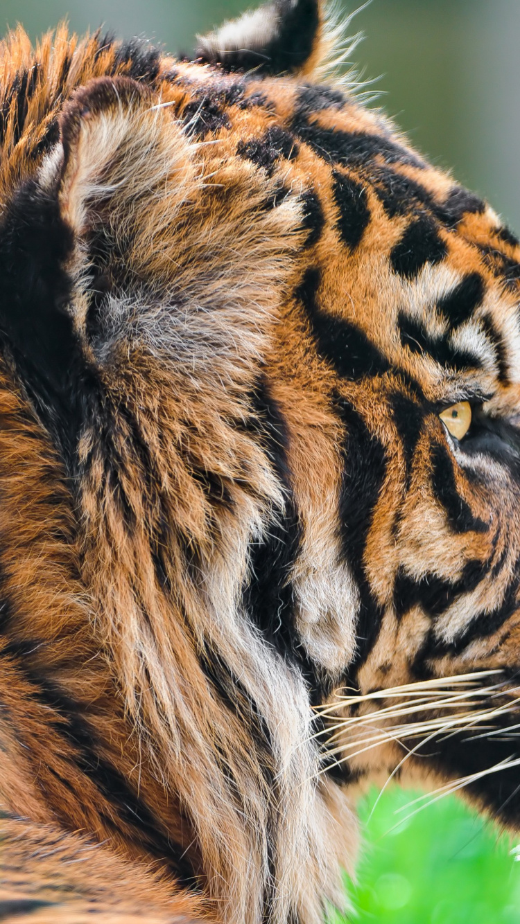 Animal Salvaje, Tigre Siberiano, Cabello, Cabeza, Tigre de Bengala. Wallpaper in 750x1334 Resolution