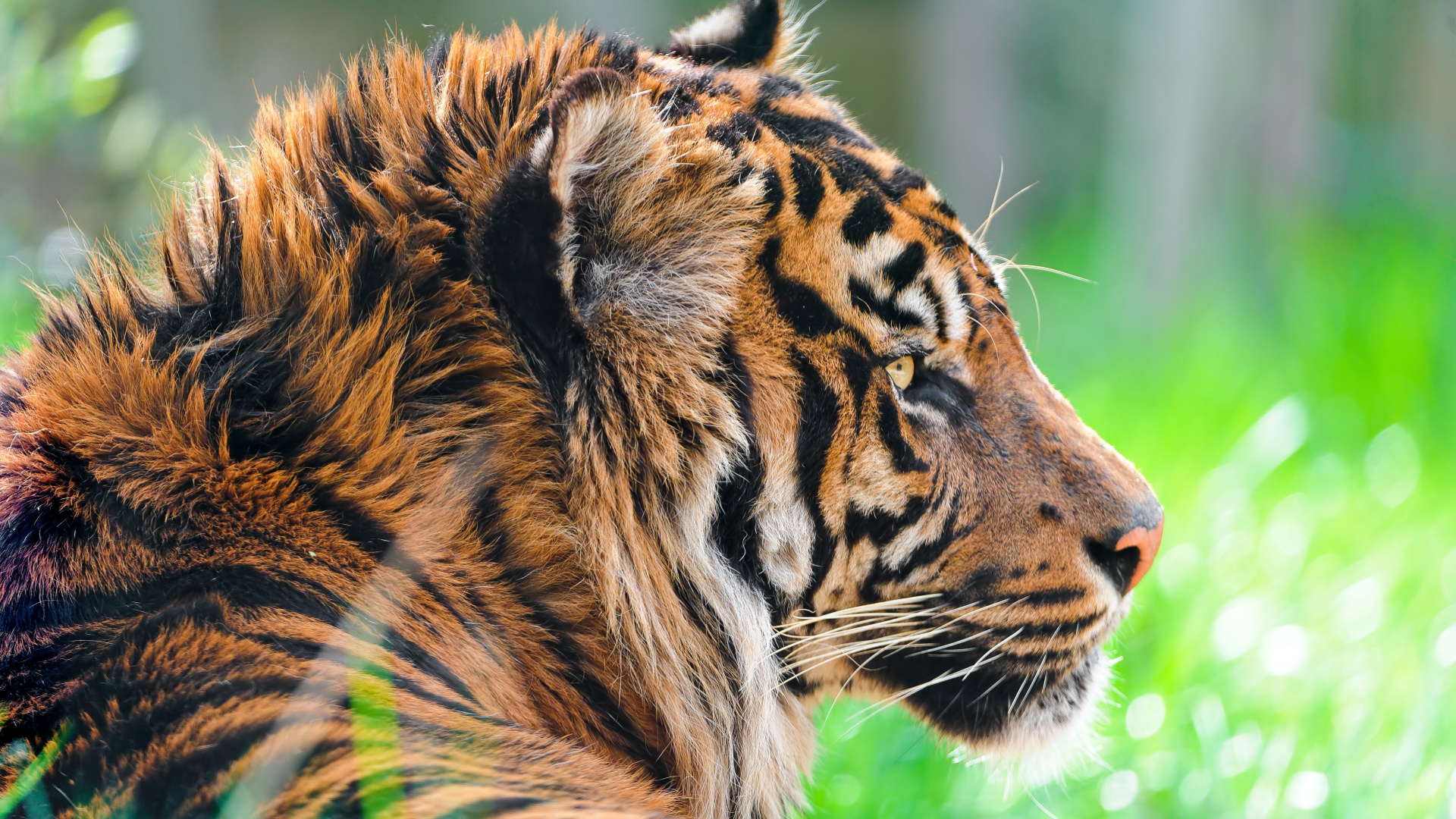 Wild Animal, Siberian Tiger, Hair, Head, Bengal Tiger. Wallpaper in 1920x1080 Resolution