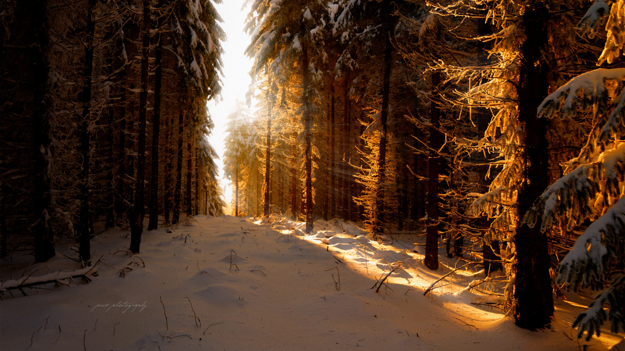 Snow Covered Field and Trees During Daytime. Wallpaper in 1280x720 Resolution