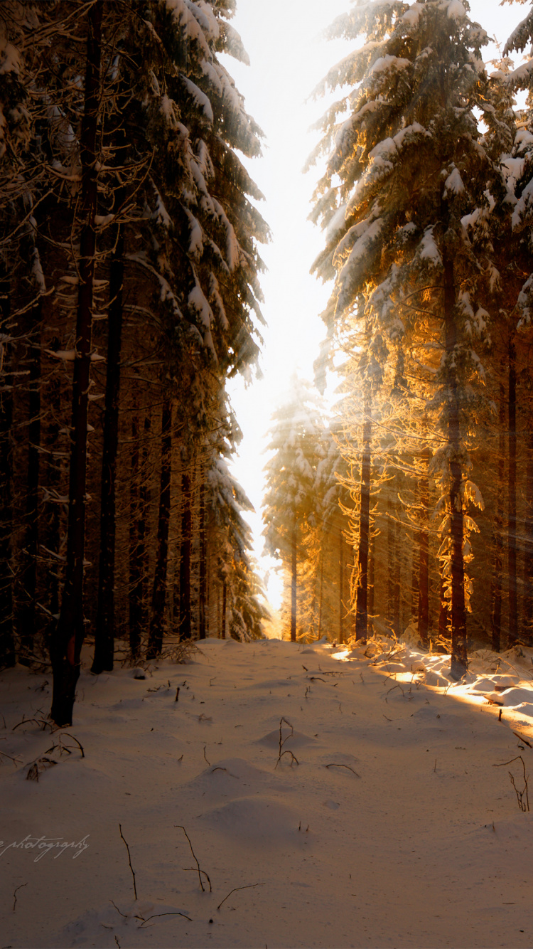 Snow Covered Field and Trees During Daytime. Wallpaper in 750x1334 Resolution