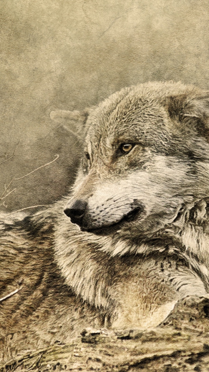 Graustufenfoto Von Wolf, Der Auf Dem Boden Liegt. Wallpaper in 720x1280 Resolution