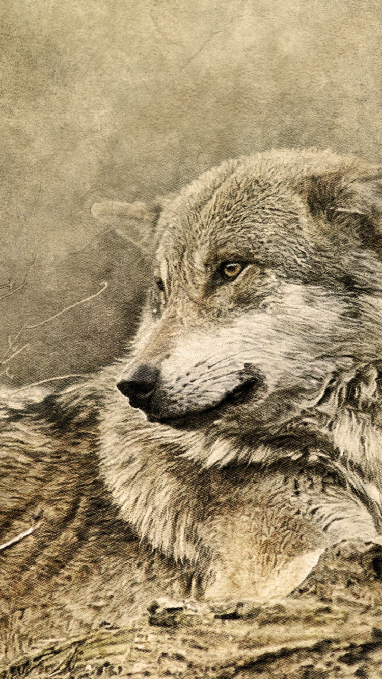 Graustufenfoto Von Wolf, Der Auf Dem Boden Liegt. Wallpaper in 750x1334 Resolution
