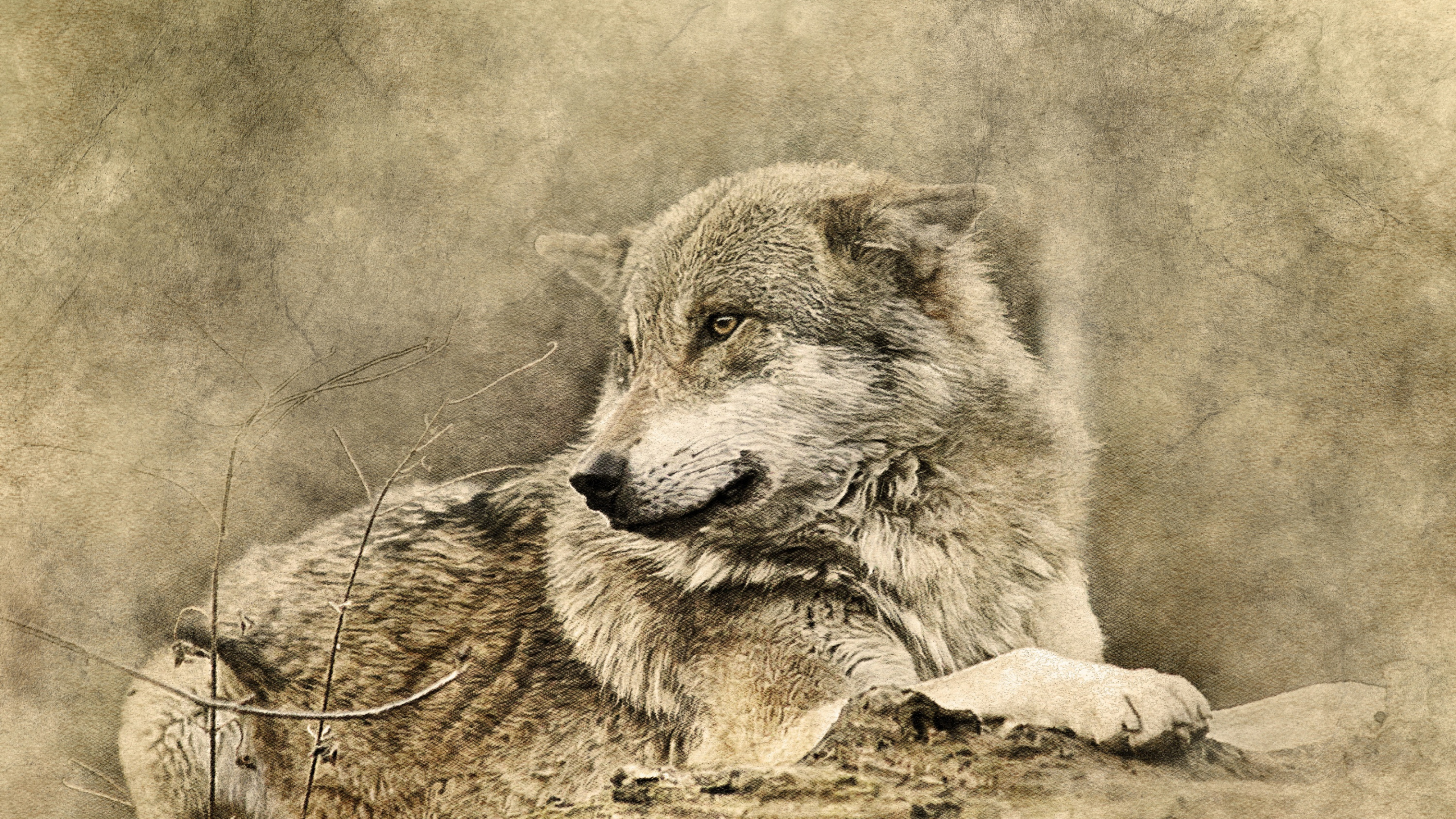 Grayscale Photo of Wolf Lying on Ground. Wallpaper in 2560x1440 Resolution