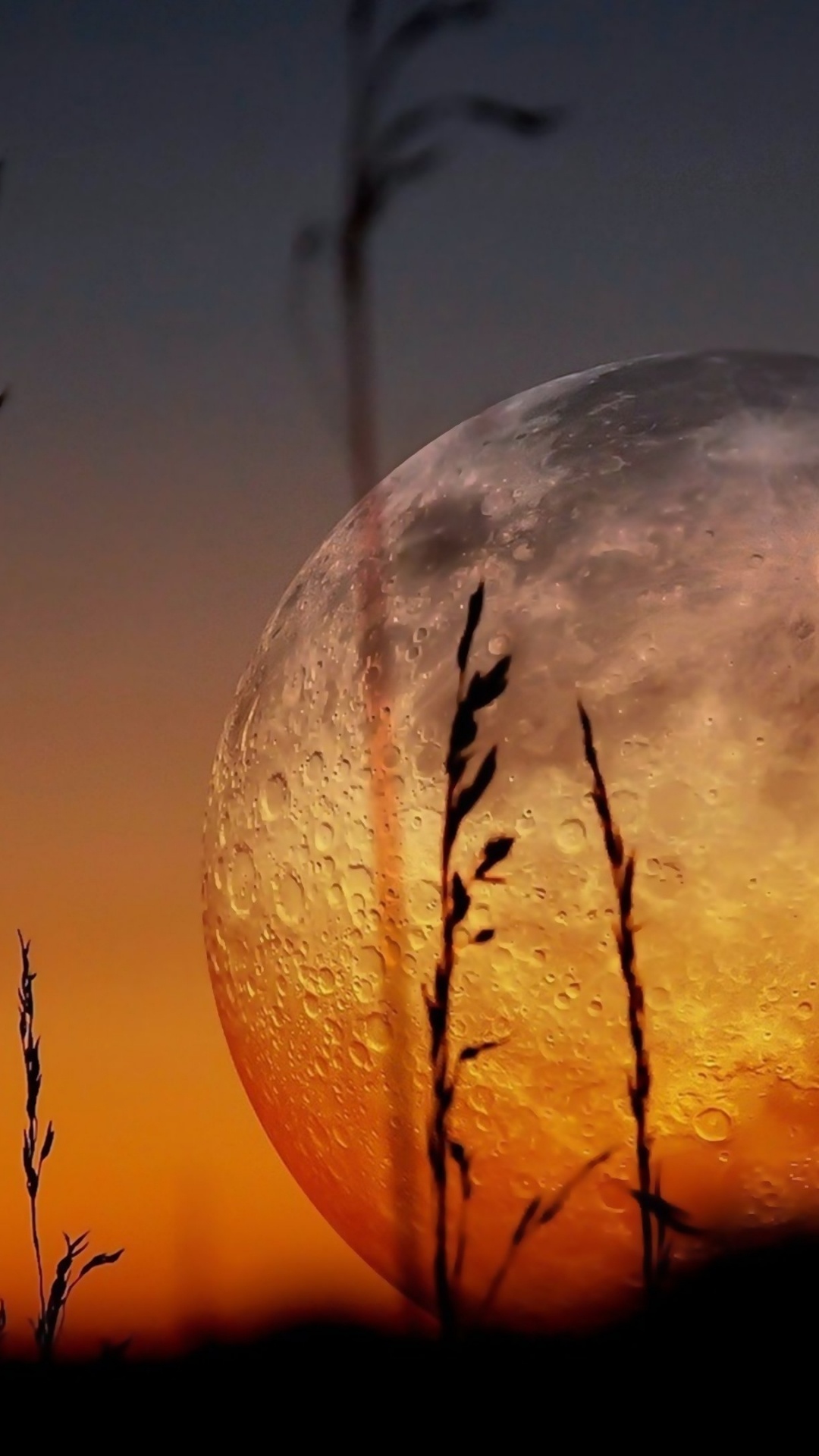 Silueta de Plantas y Luna. Wallpaper in 1080x1920 Resolution