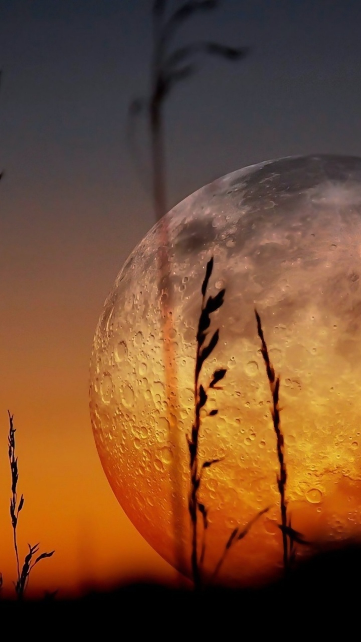 Silueta de Plantas y Luna. Wallpaper in 720x1280 Resolution