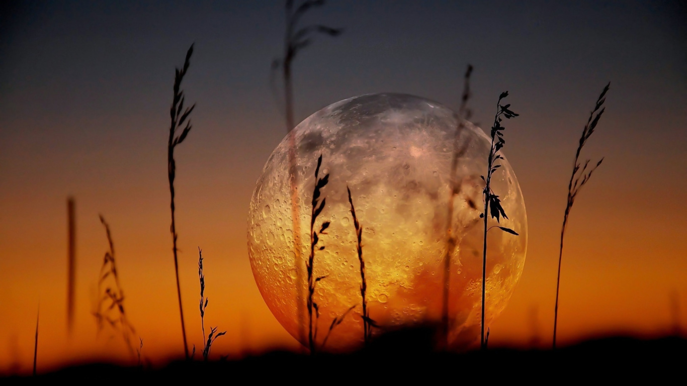 Silhouette de Plantes et de Lune. Wallpaper in 1366x768 Resolution