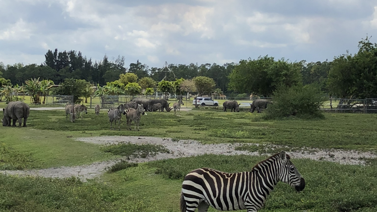 Grünland, Quagga, Zebra, Cloud, Naturlandschaft. Wallpaper in 1280x720 Resolution