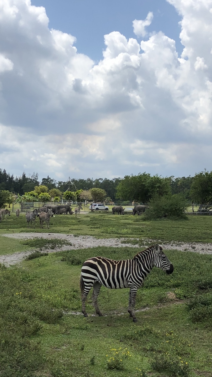 Grünland, Quagga, Zebra, Cloud, Naturlandschaft. Wallpaper in 720x1280 Resolution