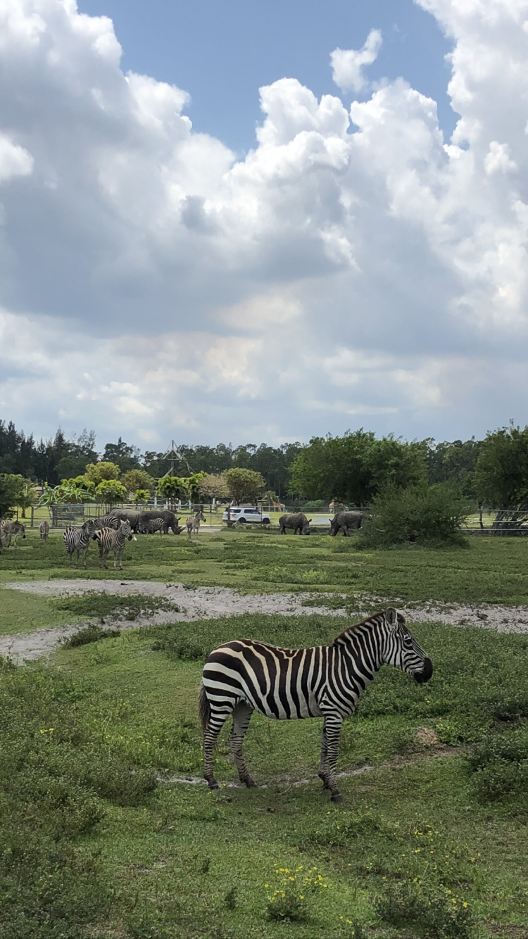 Grünland, Quagga, Zebra, Cloud, Naturlandschaft. Wallpaper in 750x1334 Resolution