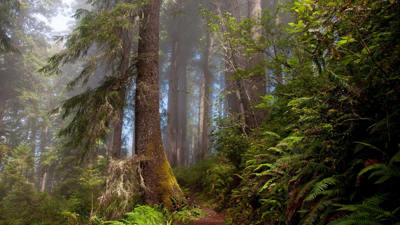 Chemin de Terre Brun Entre Les Arbres. Wallpaper in 1366x768 Resolution