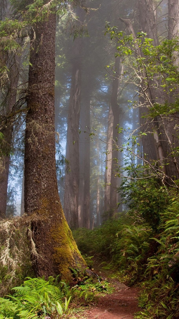 Chemin de Terre Brun Entre Les Arbres. Wallpaper in 720x1280 Resolution