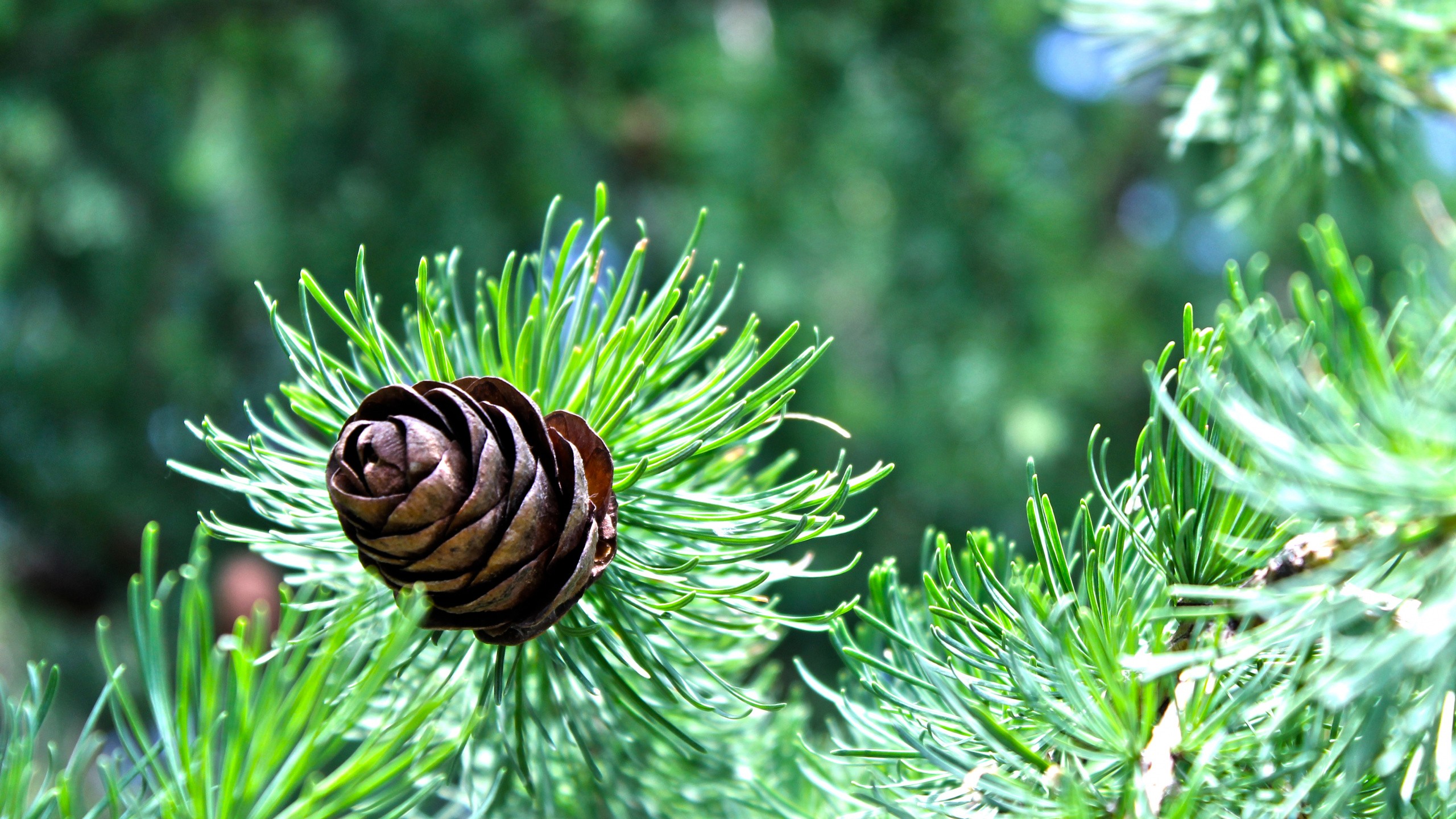 Braune Schnecke Auf Grüner Pflanze. Wallpaper in 2560x1440 Resolution