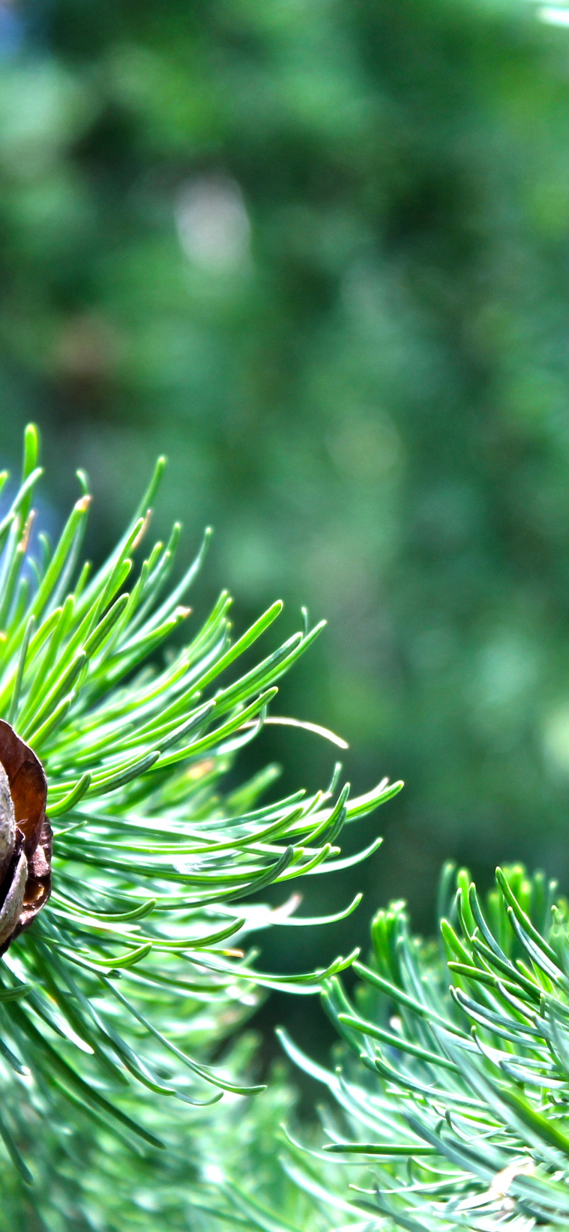 Brown Snail on Green Plant. Wallpaper in 1125x2436 Resolution