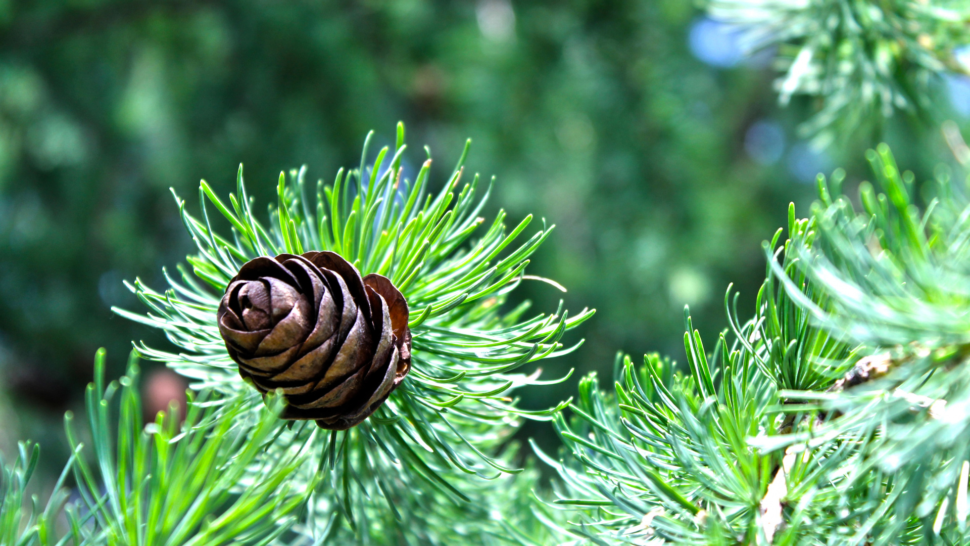 Brown Snail on Green Plant. Wallpaper in 1920x1080 Resolution