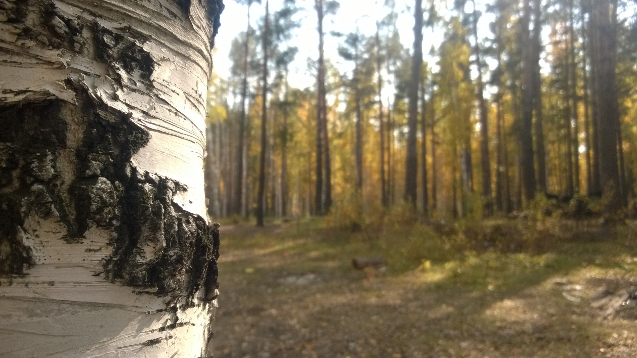 林地, 森林, 古老的森林, 路径, 地质学 壁纸 2560x1440 允许