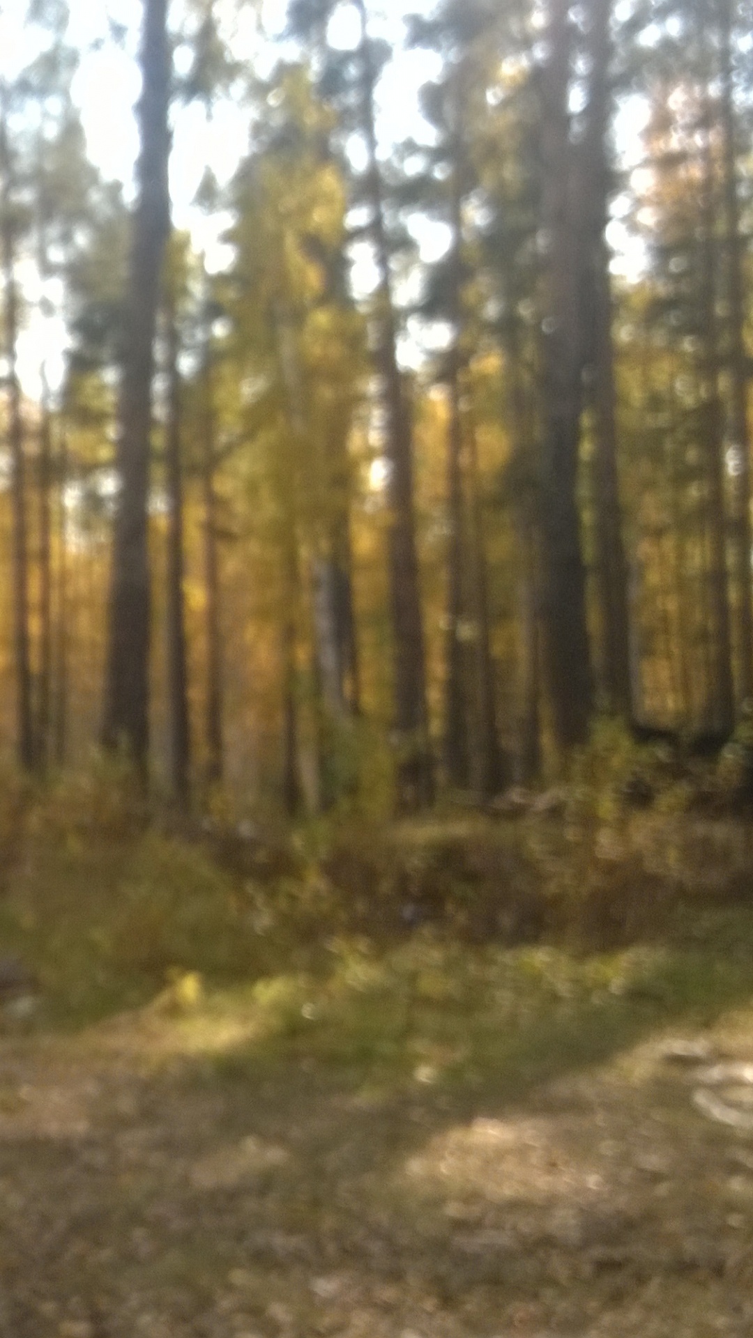 Brown Tree Trunk on Brown Soil. Wallpaper in 1080x1920 Resolution