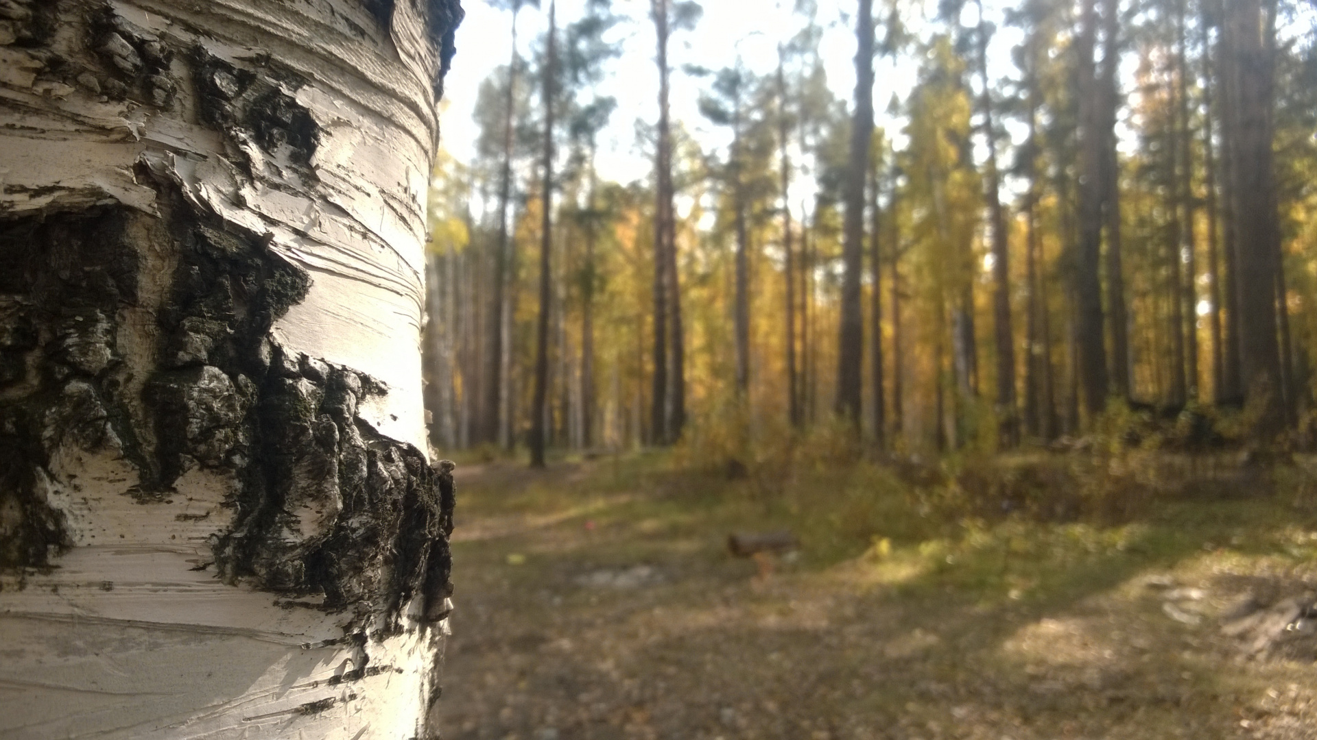 Brown Tree Trunk on Brown Soil. Wallpaper in 1920x1080 Resolution