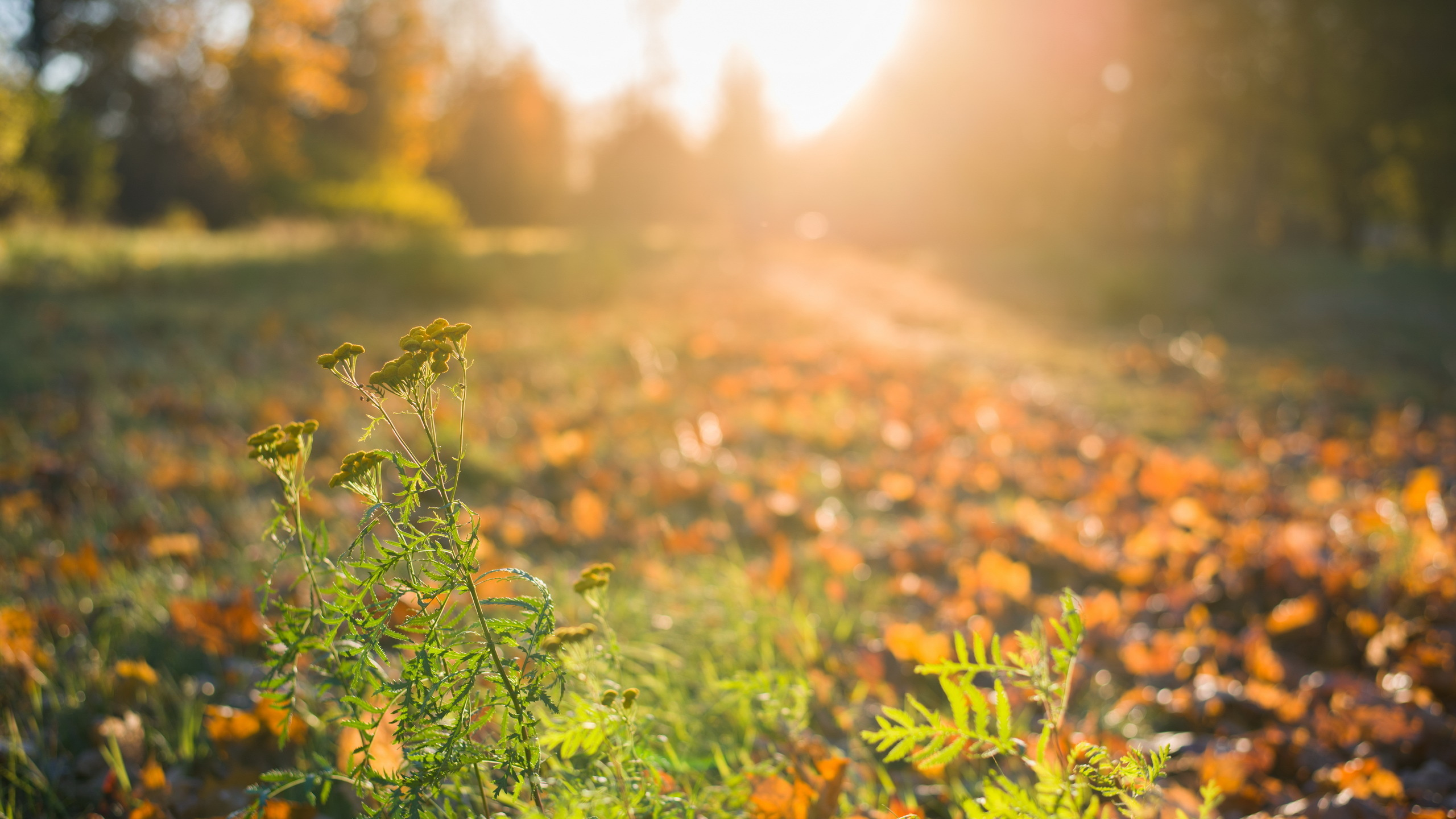 Yellow Flowers on Green Grass Field During Daytime. Wallpaper in 2560x1440 Resolution