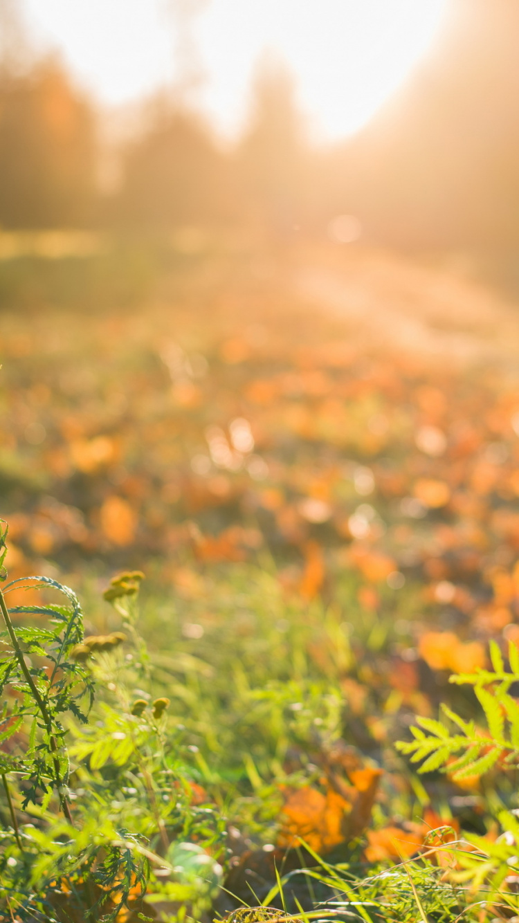 Yellow Flowers on Green Grass Field During Daytime. Wallpaper in 750x1334 Resolution