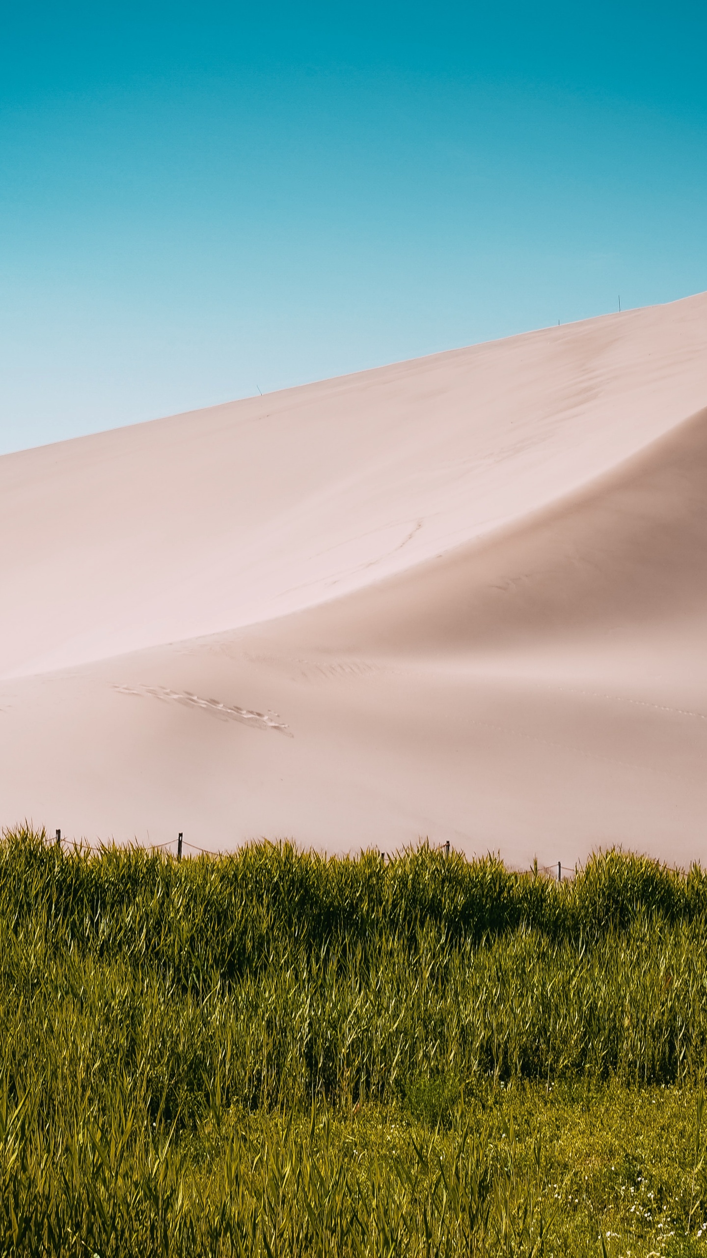 Désert, Macaron, Nature, Dune, L'écorégion. Wallpaper in 1440x2560 Resolution