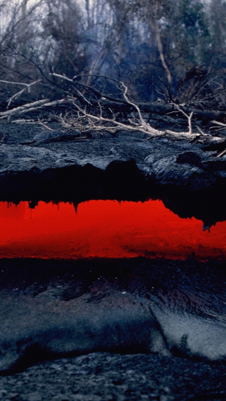 Snow Covered Trees and Body of Water During Daytime. Wallpaper in 720x1280 Resolution