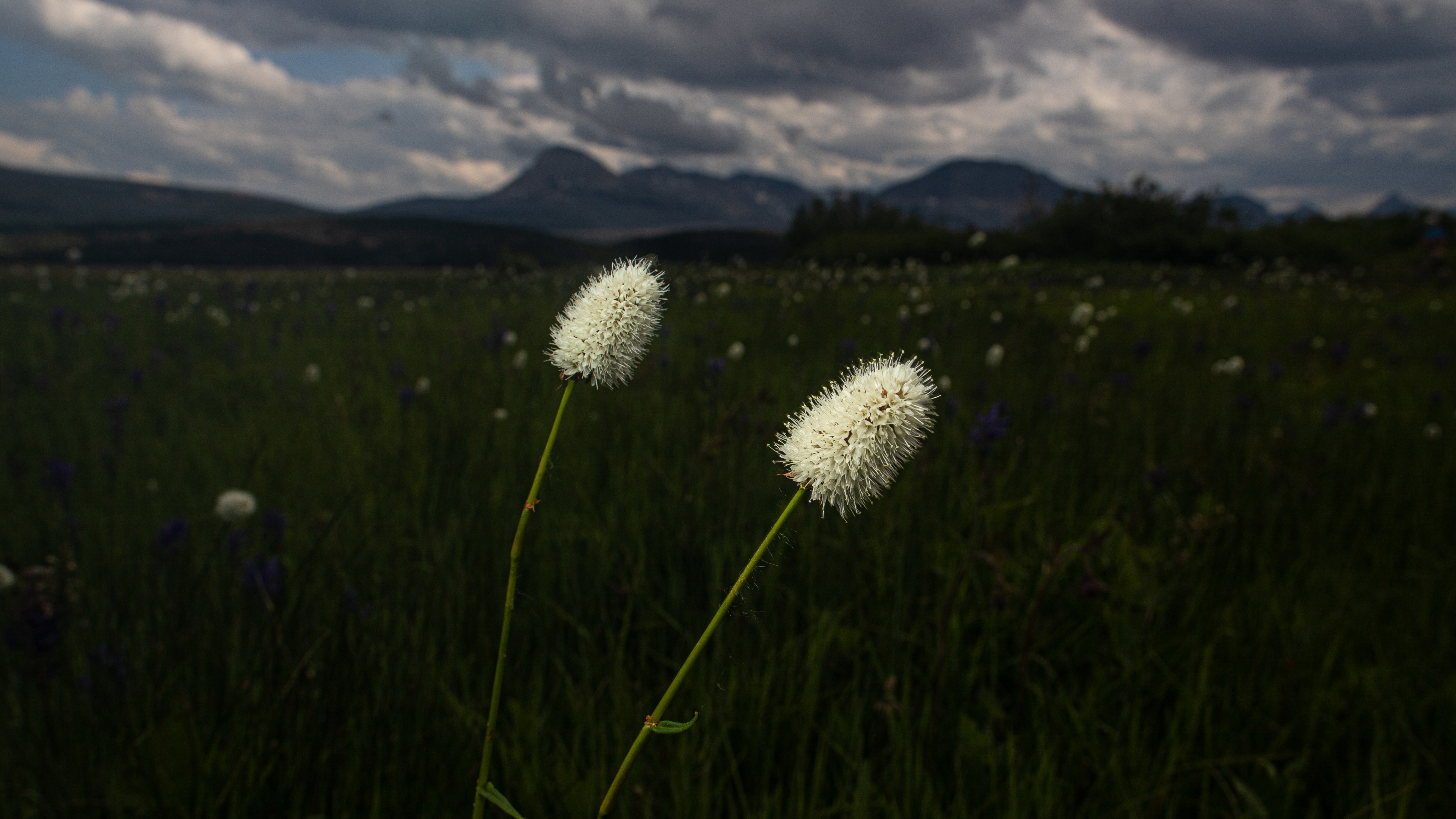 Nature, Environnement Naturel, Prairie, L'herbe de la Famille, Plante. Wallpaper in 3840x2160 Resolution