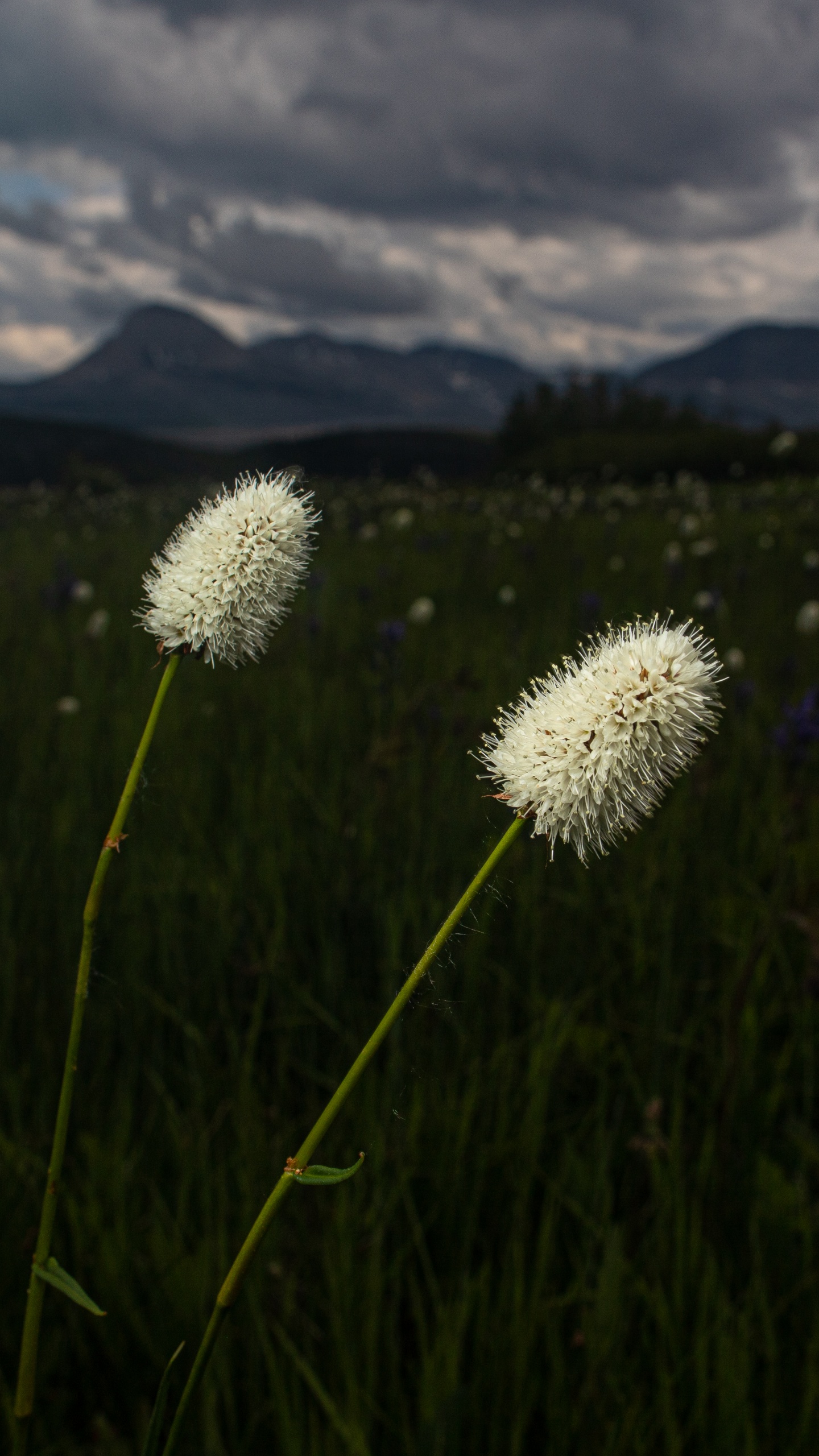 Nature, Flower, Natural Environment, Plant, Grass. Wallpaper in 1440x2560 Resolution