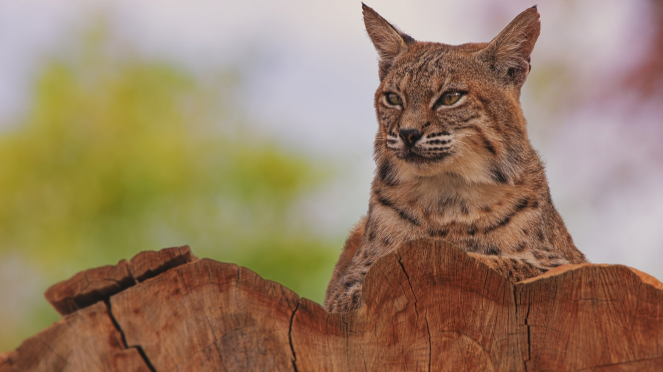 Brown and Black Cat on Brown Wood Log. Wallpaper in 1366x768 Resolution