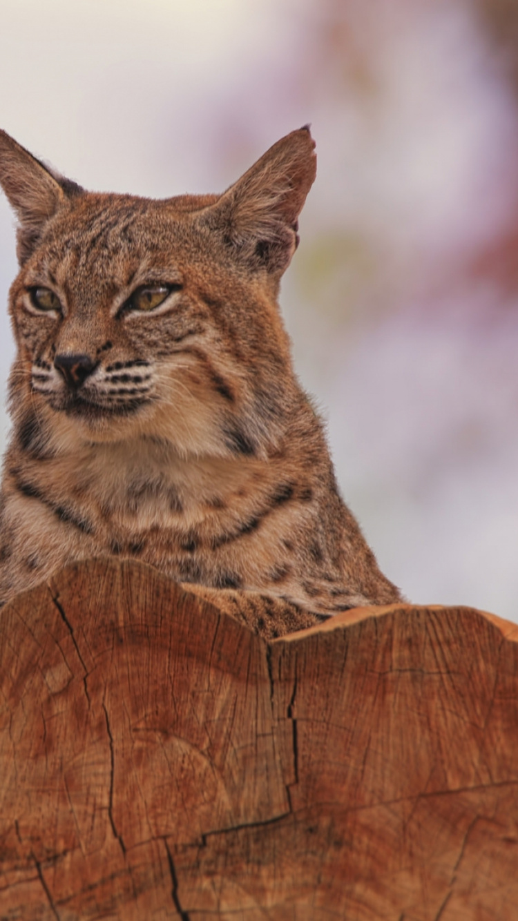 Brown and Black Cat on Brown Wood Log. Wallpaper in 750x1334 Resolution