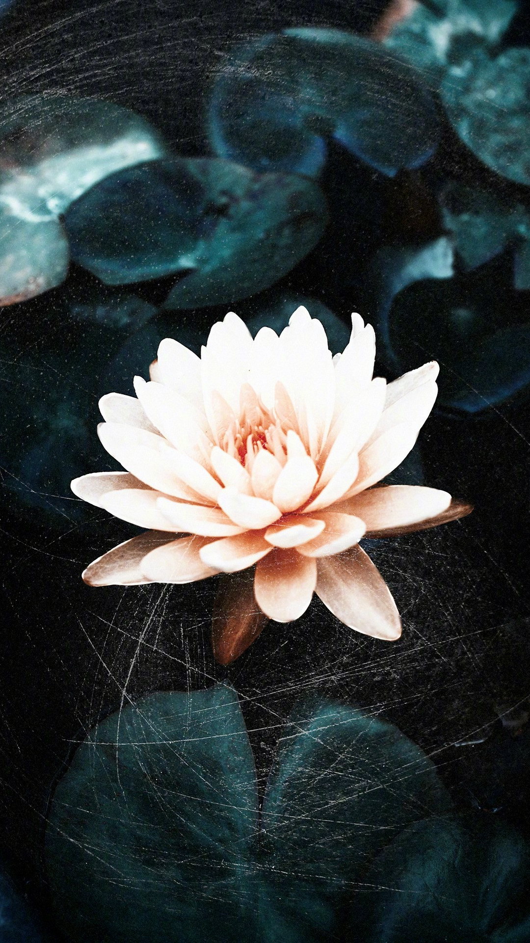 Eau, Botanique, Pétale, Art, de Teintes et de Nuances. Wallpaper in 1080x1920 Resolution