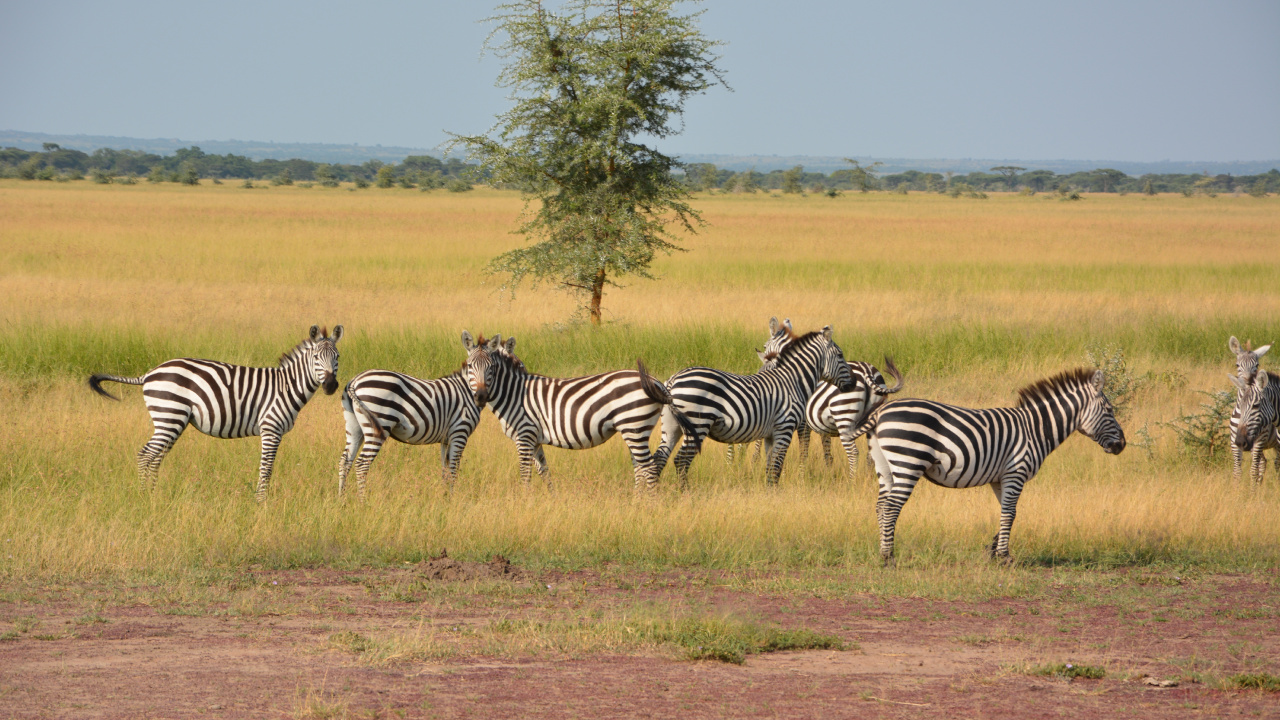 Zebra on Brown Grass Field During Daytime. Wallpaper in 1280x720 Resolution