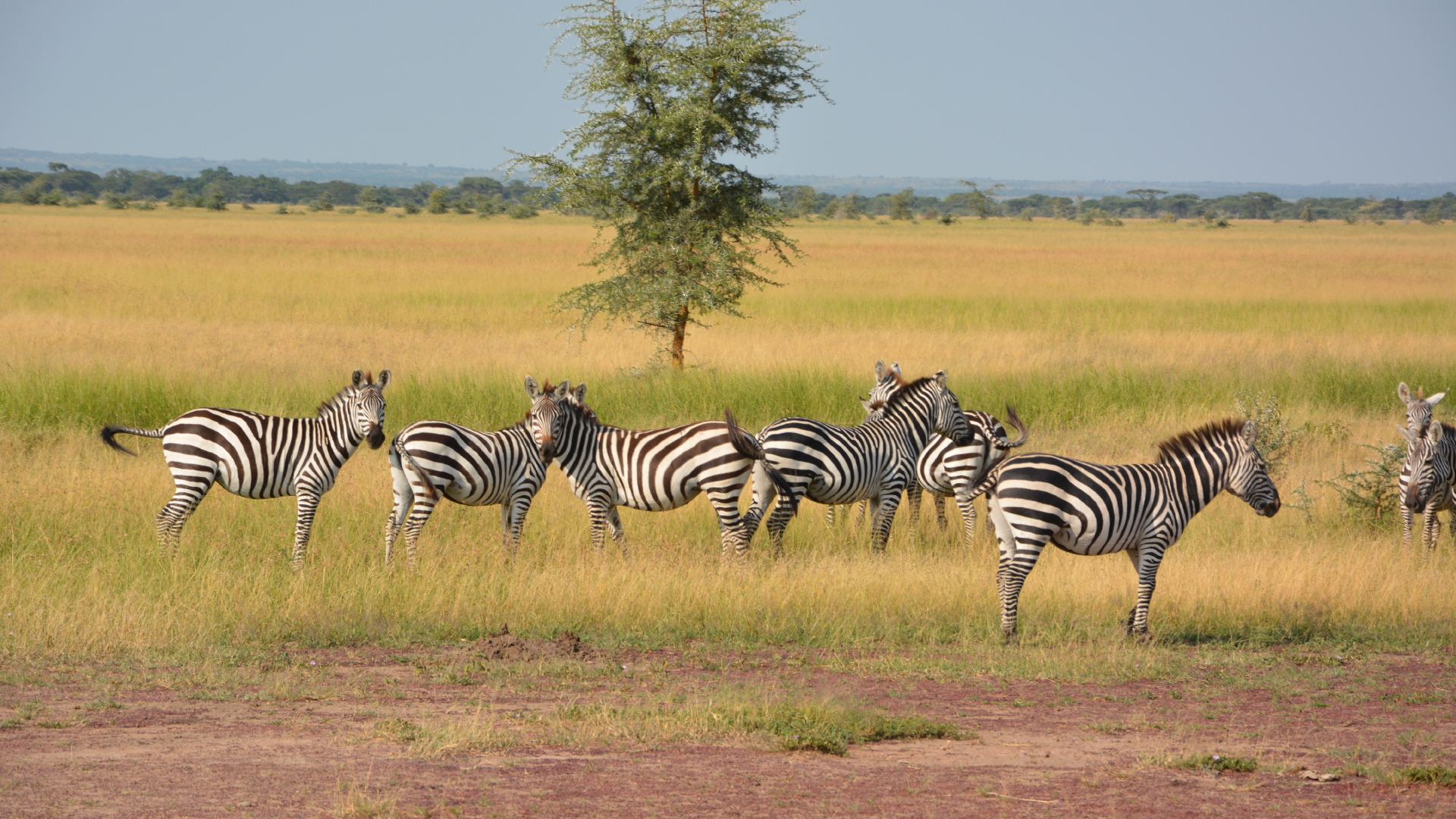 Zebra on Brown Grass Field During Daytime. Wallpaper in 1920x1080 Resolution