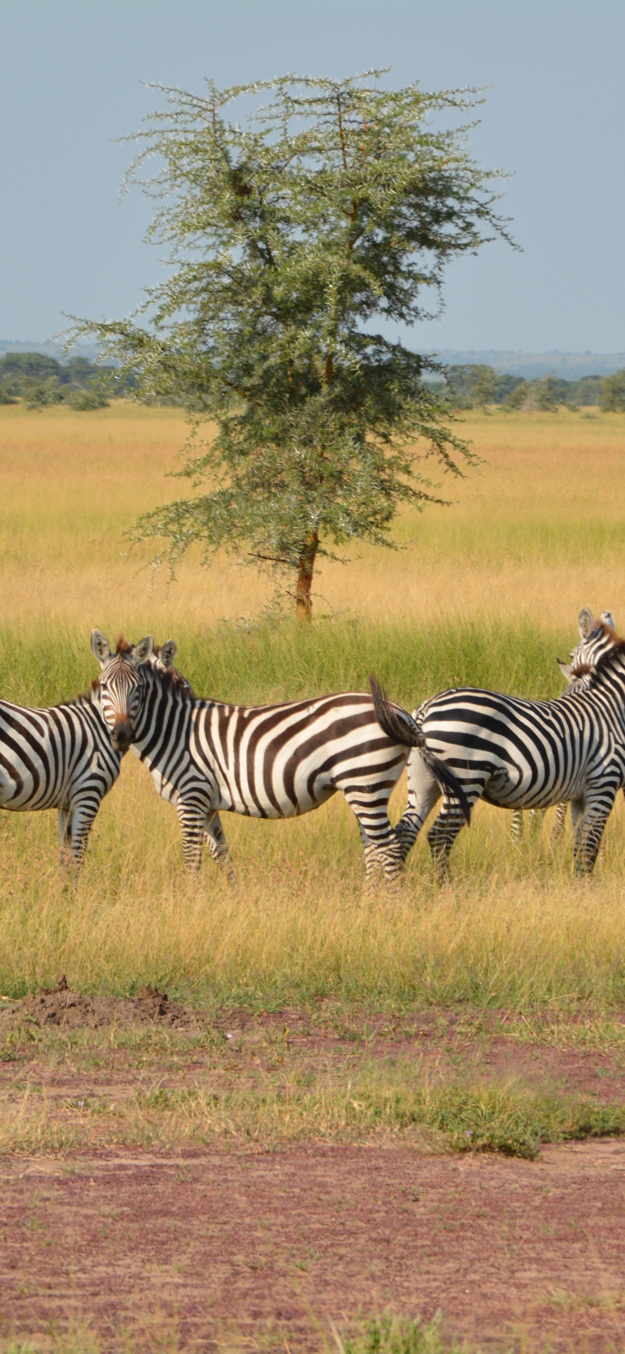 Zebra Auf Braunem Grasfeld Tagsüber. Wallpaper in 1242x2688 Resolution