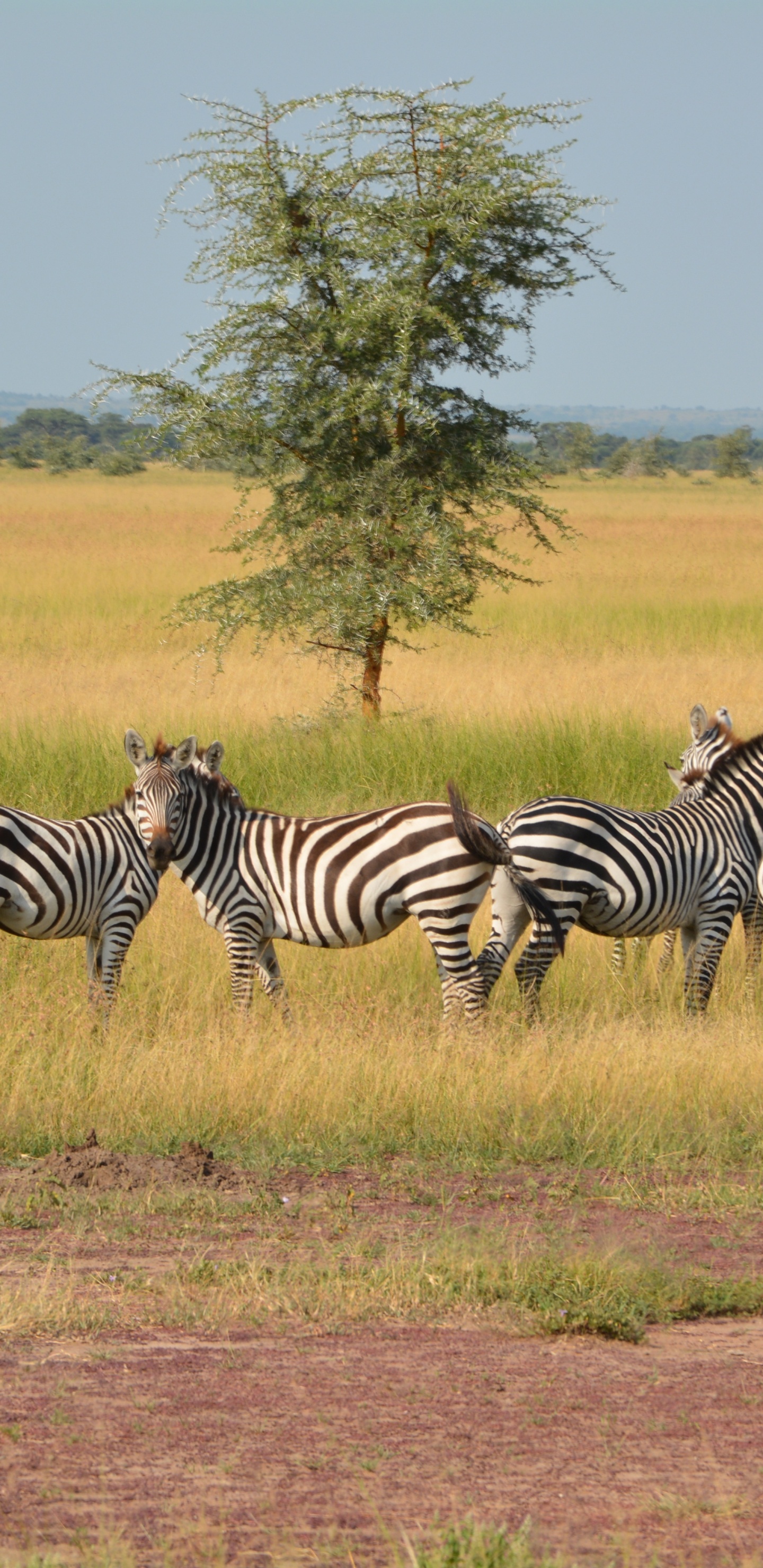 Zebra Auf Braunem Grasfeld Tagsüber. Wallpaper in 1440x2960 Resolution