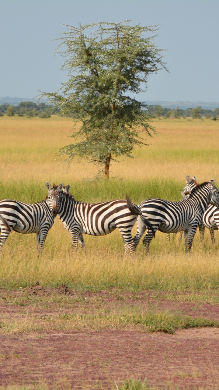Zebra Auf Braunem Grasfeld Tagsüber. Wallpaper in 720x1280 Resolution
