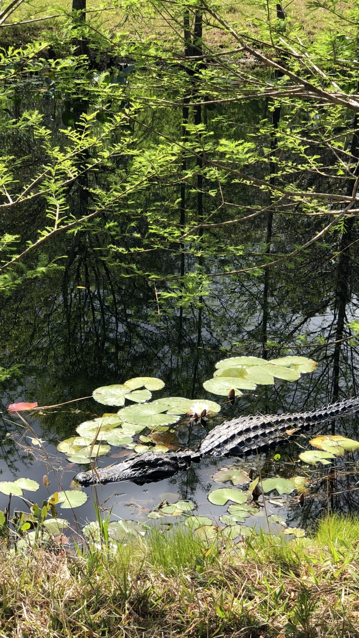 Natur, Uferzone, Teich, Terrestrische Pflanzen, Naturschutzgebiet. Wallpaper in 720x1280 Resolution