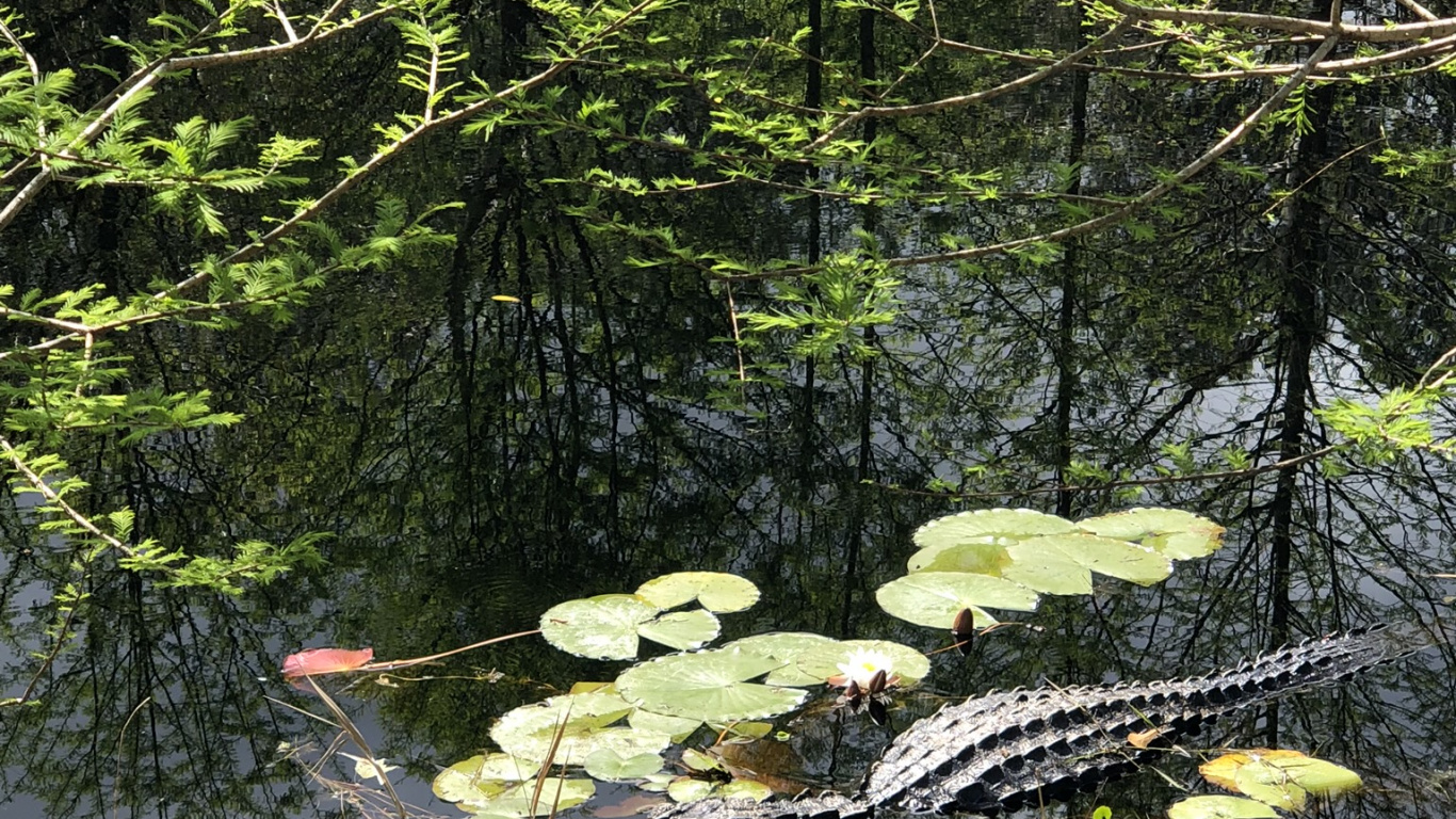 Nature, Riparian Zone, Pond, Terrestrial Plant, Nature Reserve. Wallpaper in 1366x768 Resolution