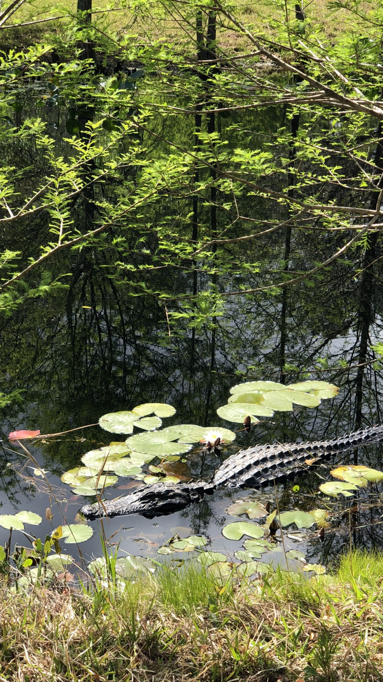 Nature, Riparian Zone, Pond, Terrestrial Plant, Nature Reserve. Wallpaper in 750x1334 Resolution